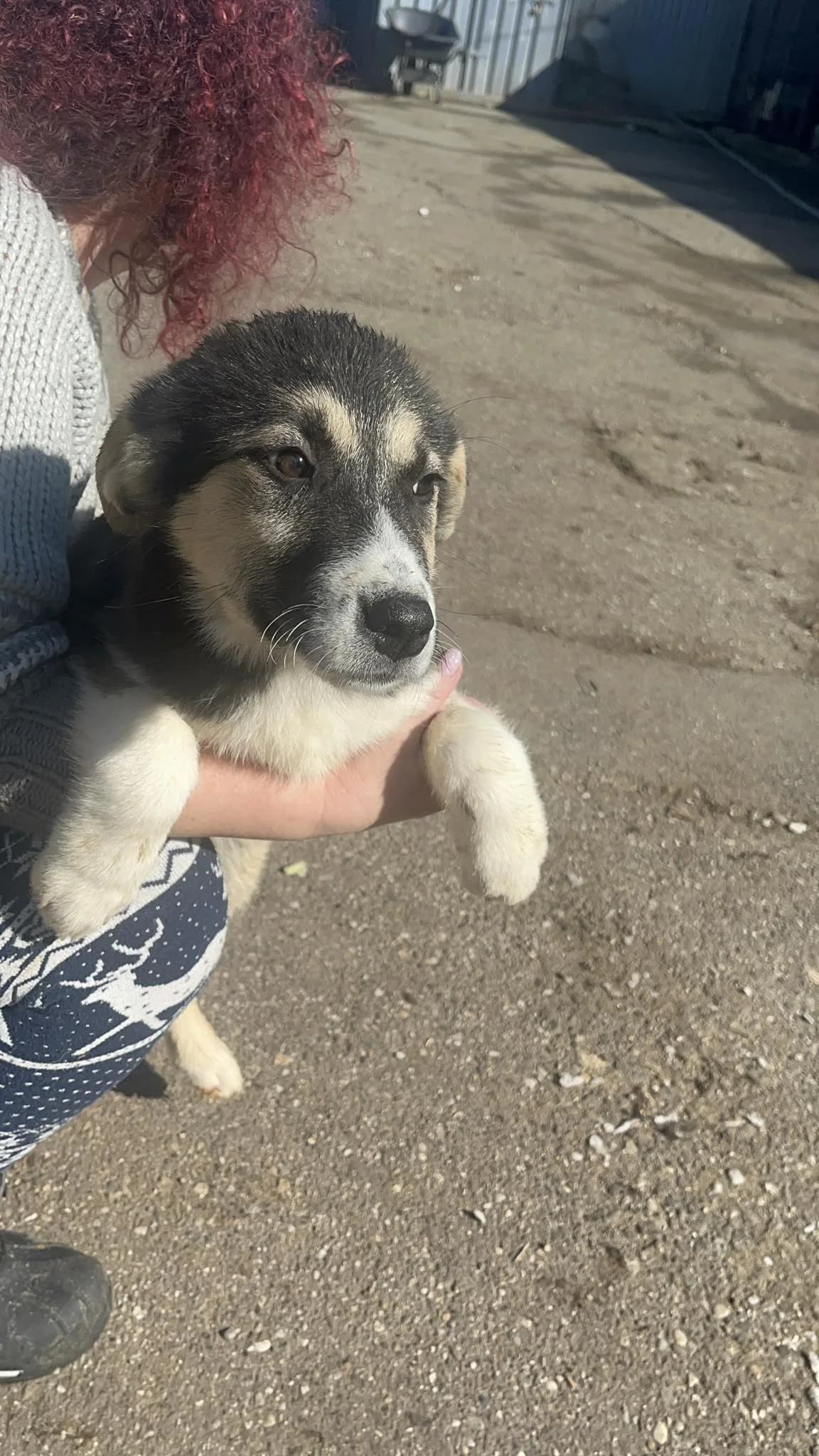 Giselle, female Mixed Breed for adoption at Freundeskreis Notfellchen e.V.