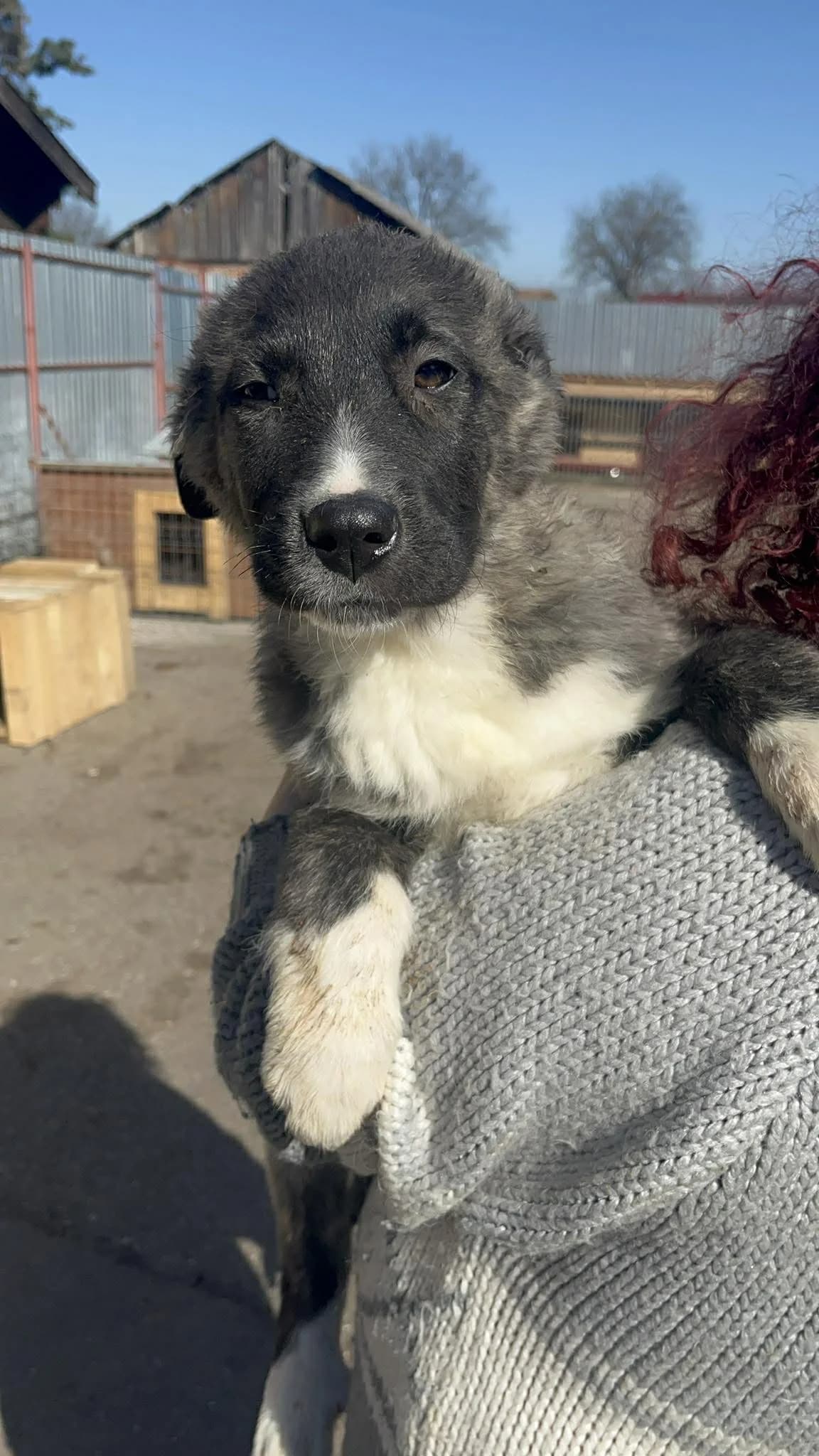 Oono (Gomez), young Mixed Breed for adoption at Freundeskreis Notfellchen e.V., Dorsten