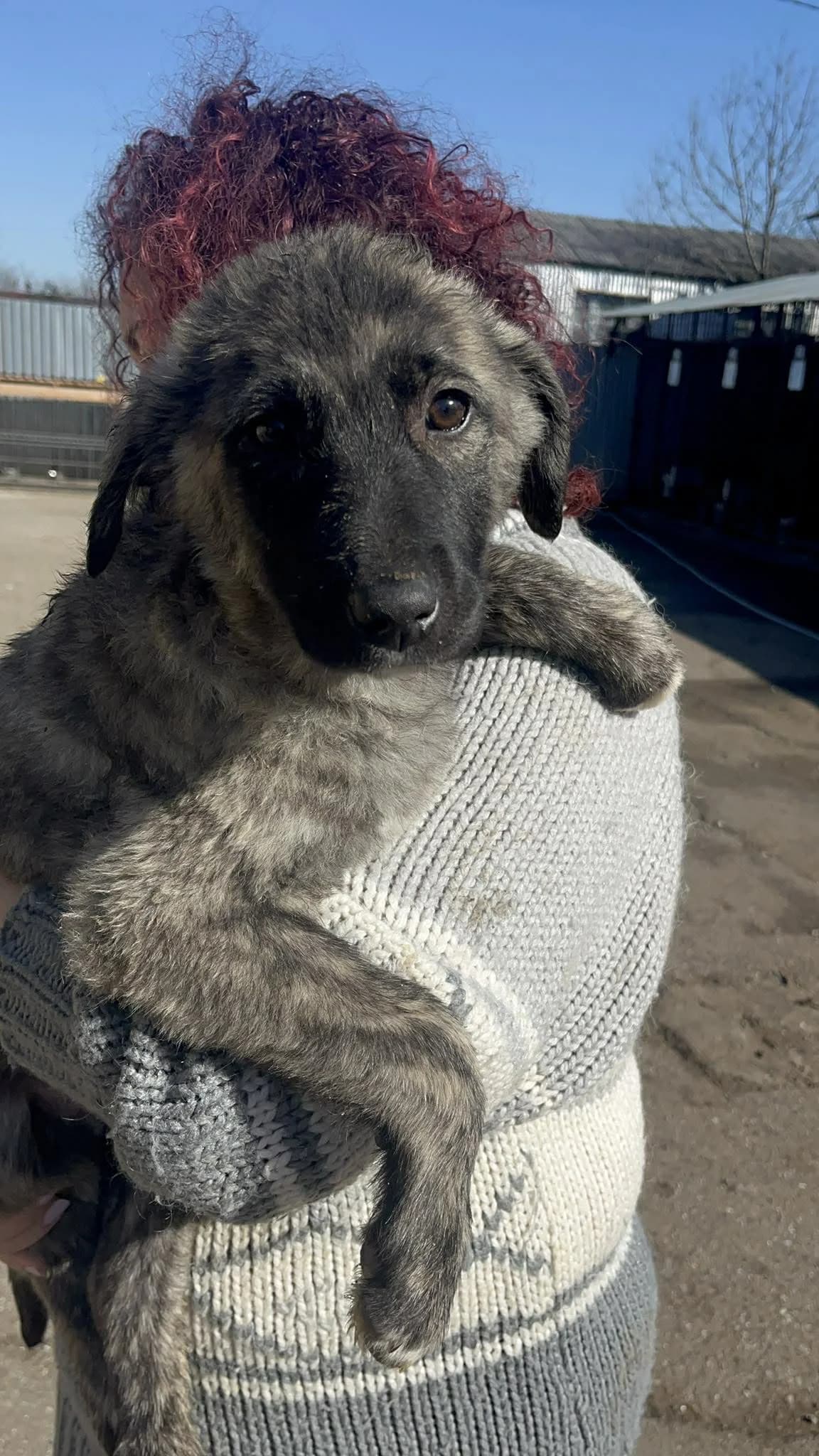 Gracia, female young Mixed Breed for adoption at Freundeskreis Notfellchen e.V., Dorsten