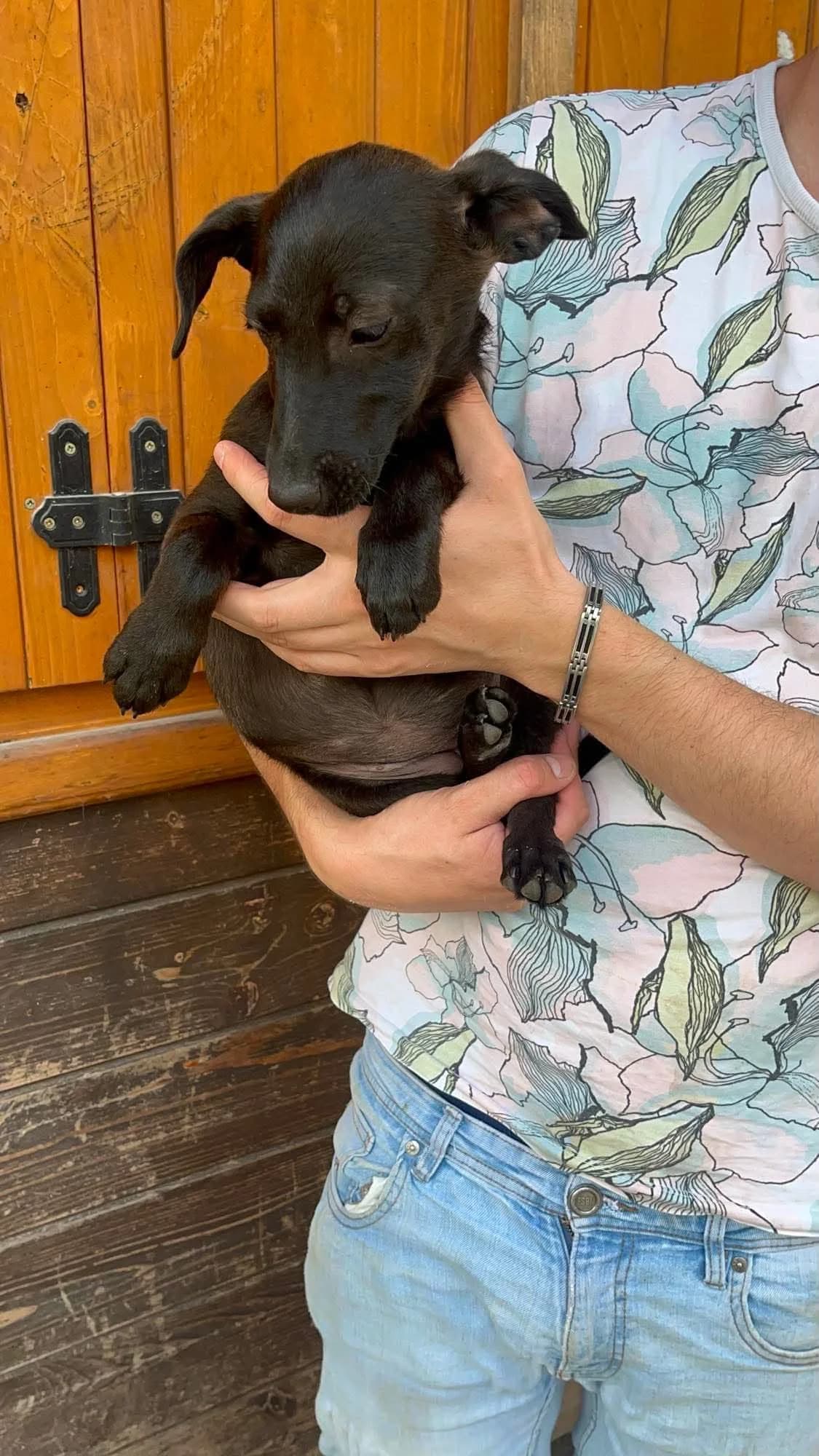Geschlecht, female puppy Mixed Breed for adoption at Freundeskreis Notfellchen e.V., Dorsten