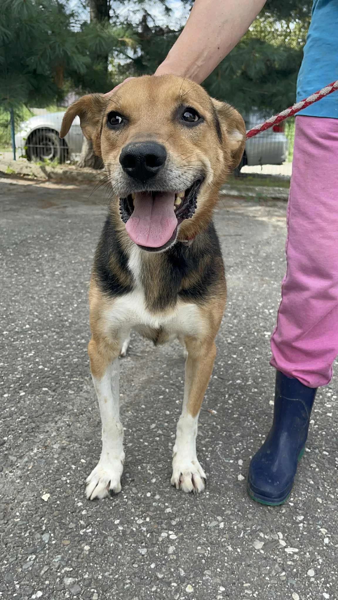 Harry, male 4yo Mixed Breed for adoption at Freundeskreis Notfellchen e.V., Dorsten