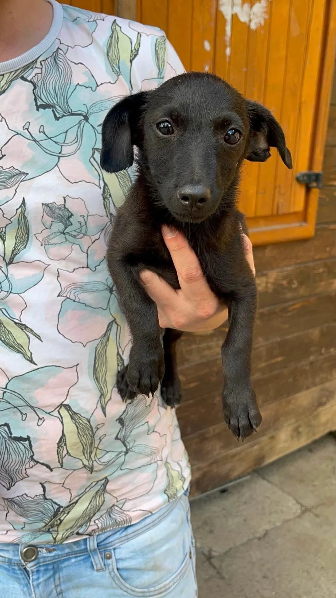 Hedwig, female puppy Mixed Breed for adoption at Freundeskreis Notfellchen e.V., Dorsten