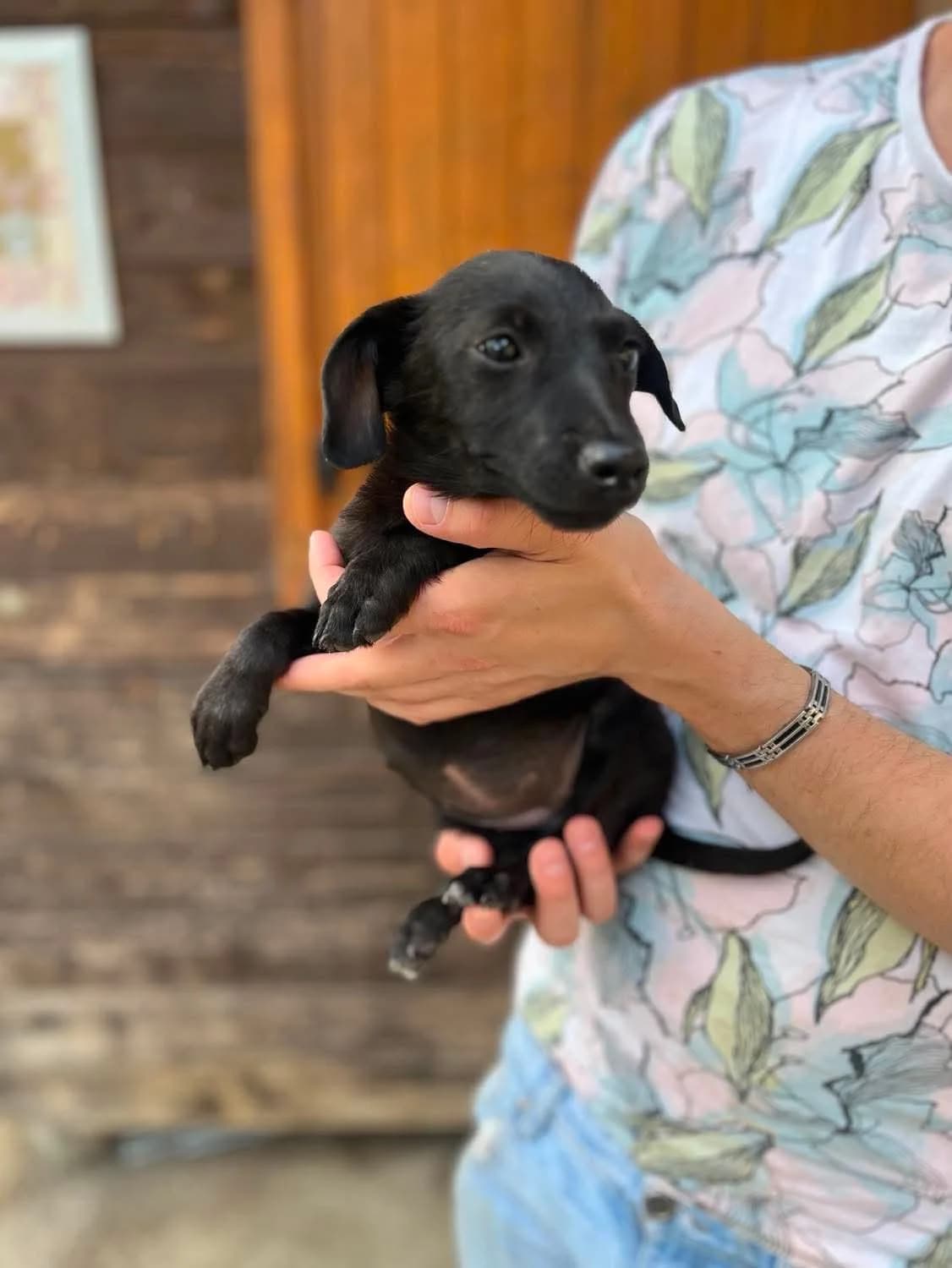 Hedwig, female puppy Mixed Breed for adoption at Freundeskreis Notfellchen e.V., Dorsten
