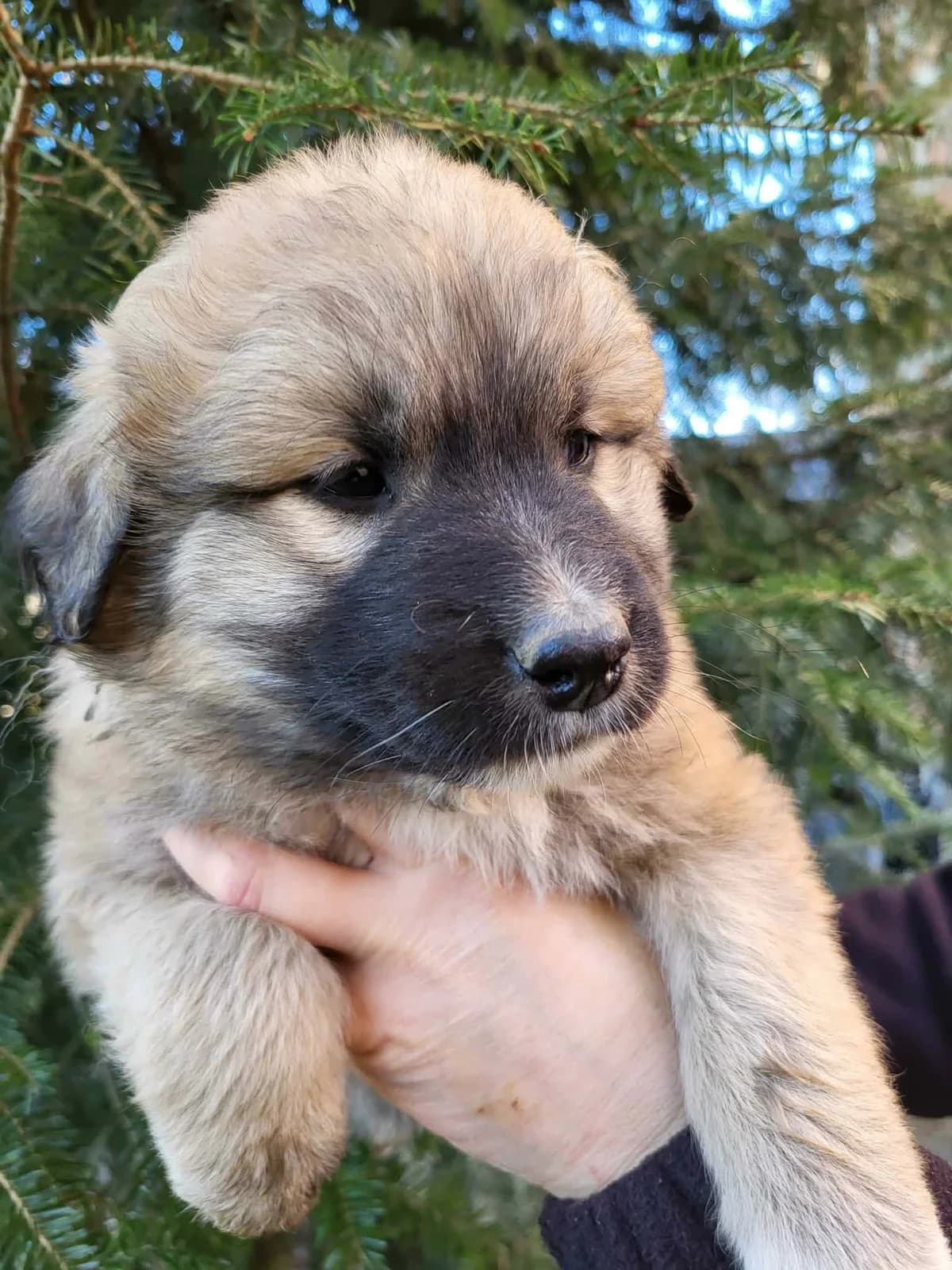 Hendrik, male Mixed Breed for adoption at Freundeskreis Notfellchen e.V.