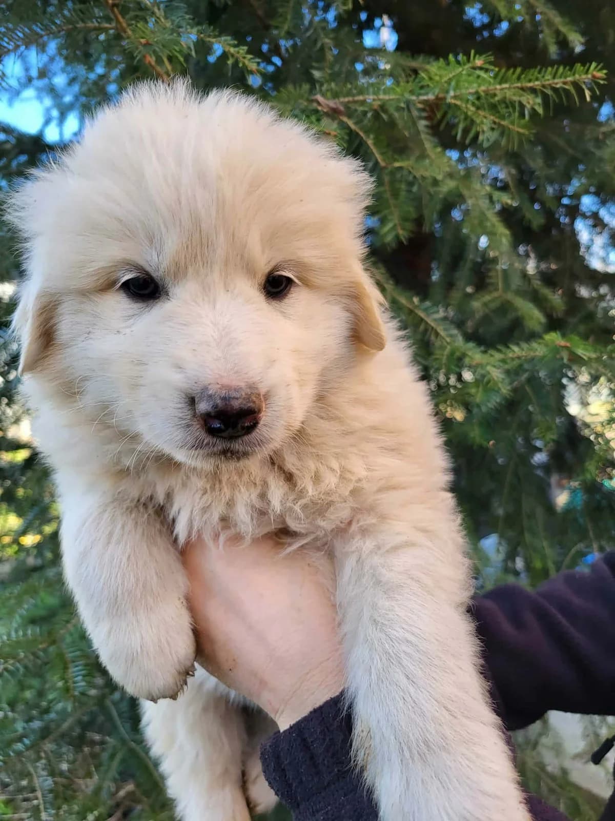 Henry, male puppy Mixed Breed for adoption at Freundeskreis Notfellchen e.V., Dorsten