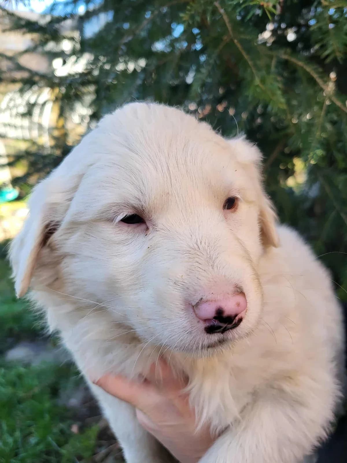 Hera, female puppy Mixed Breed for adoption at Freundeskreis Notfellchen e.V., Dorsten