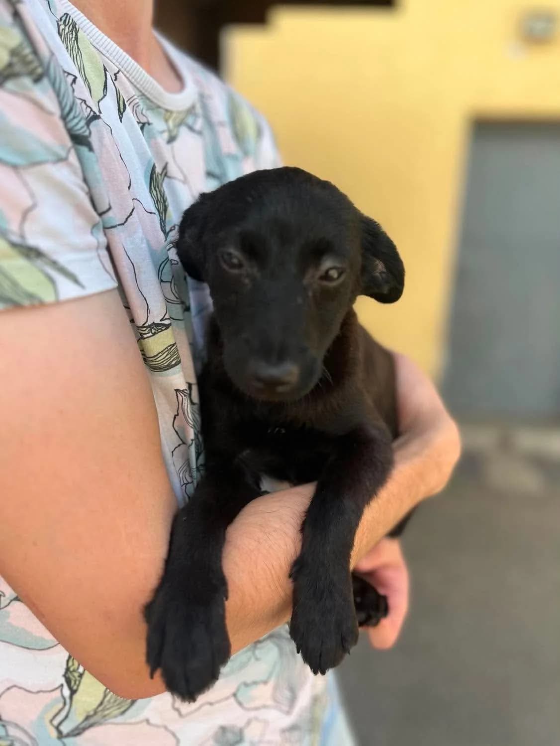 Hermine, female puppy Mixed Breed for adoption at Freundeskreis Notfellchen e.V., Dorsten