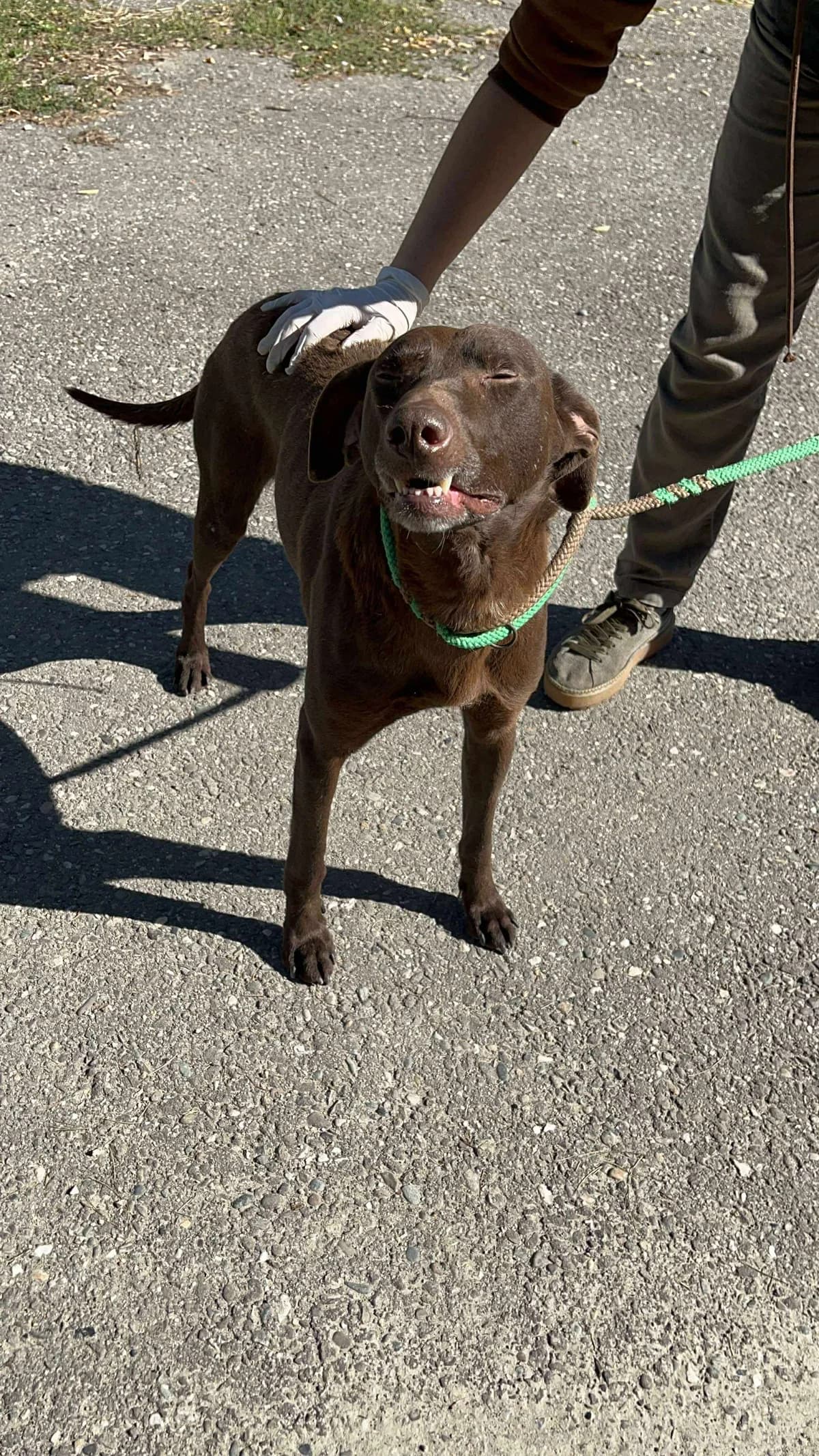 Huby, male Mixed Breed for adoption at Freundeskreis Notfellchen e.V.