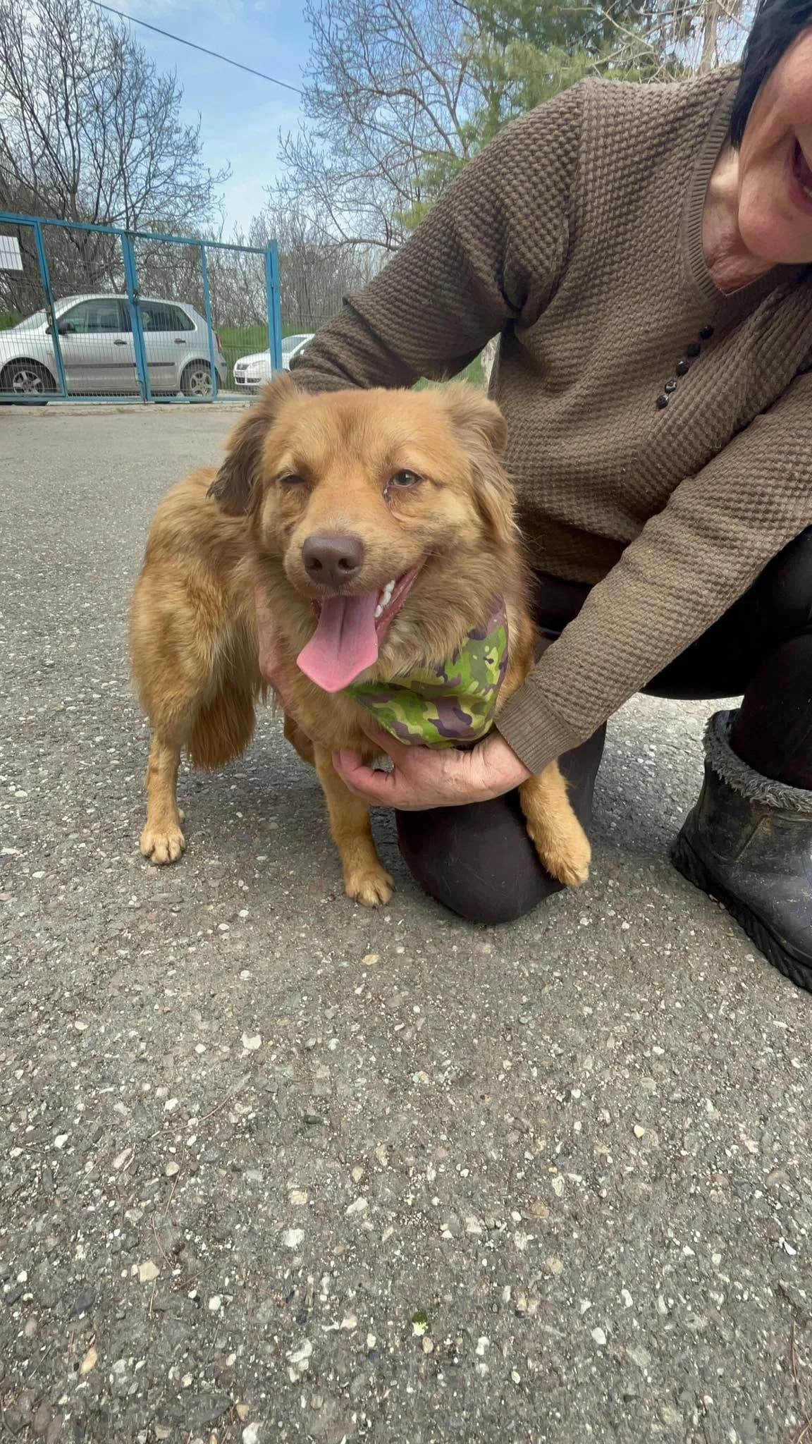 Hudson, male young Mixed Breed for adoption at Freundeskreis Notfellchen e.V., Dorsten