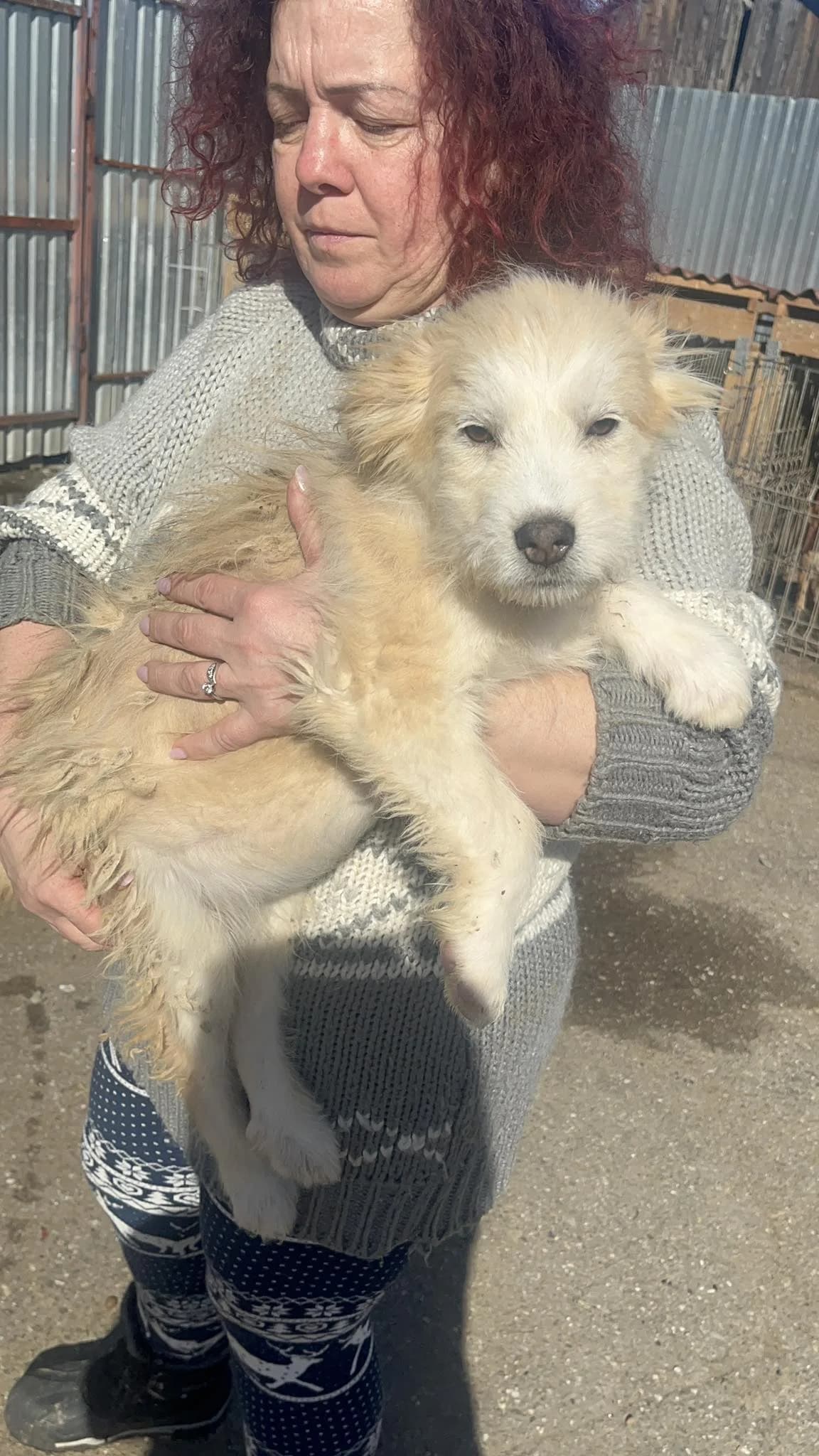 Imani, female Mixed Breed for adoption at Freundeskreis Notfellchen e.V.