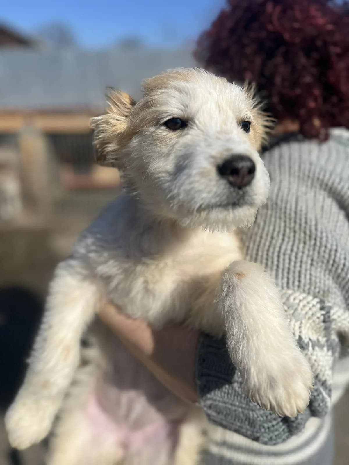 Ina, female young Mixed Breed for adoption at Freundeskreis Notfellchen e.V., Dorsten