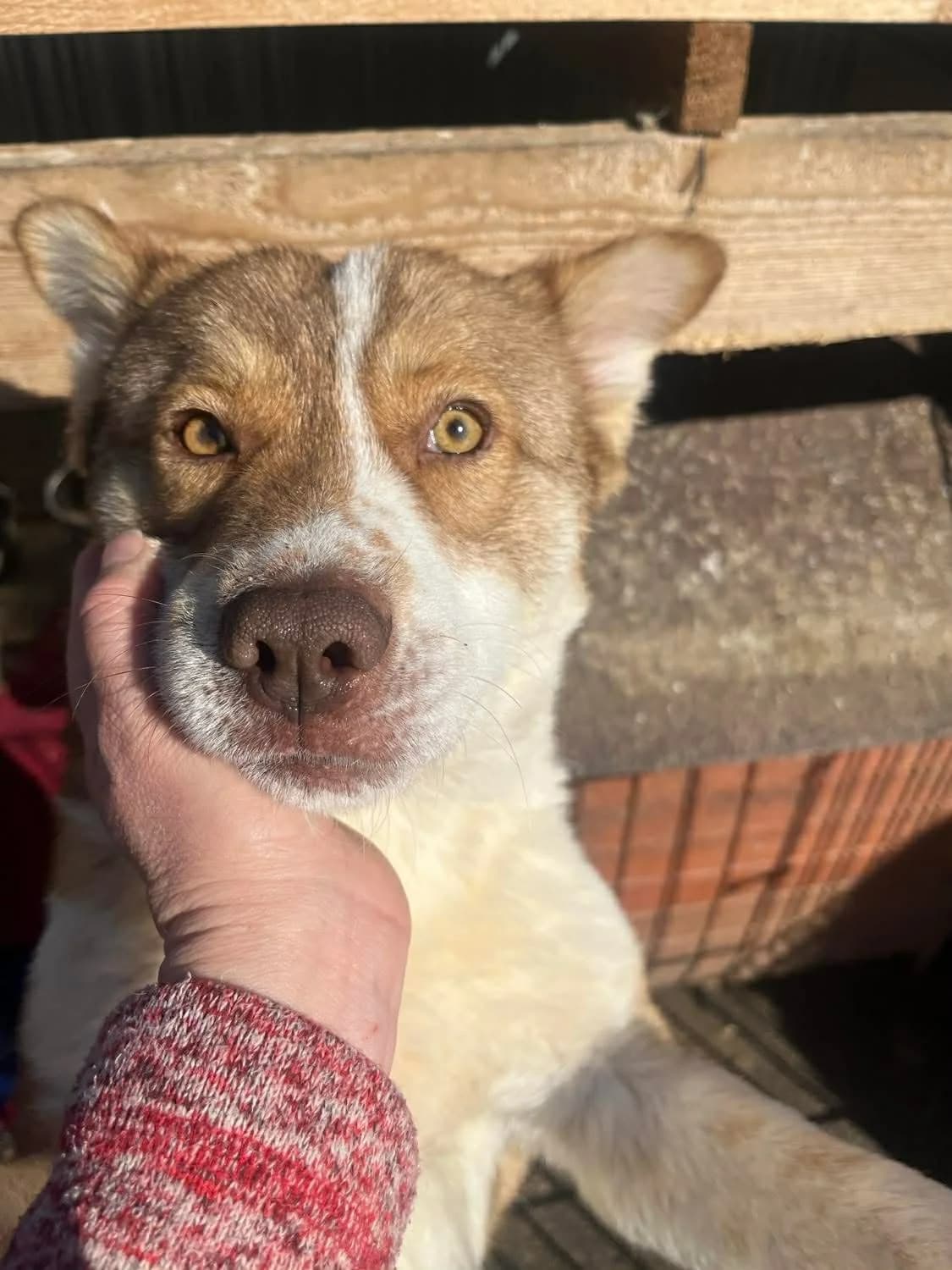 Isabella, female 5yo Mixed Breed for adoption at Freundeskreis Notfellchen e.V., Dorsten