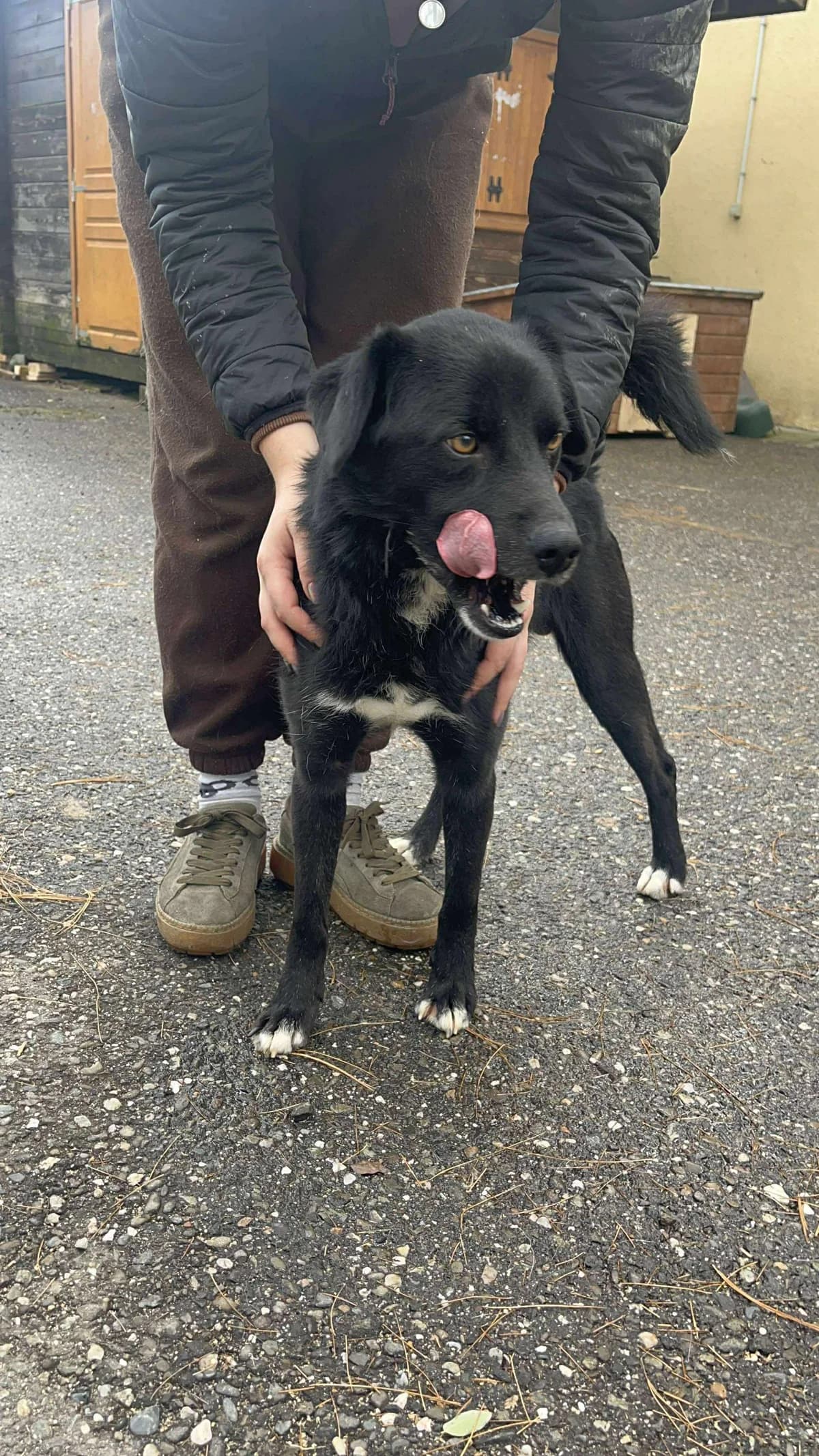 Jack, male Mixed Breed for adoption at Freundeskreis Notfellchen e.V.