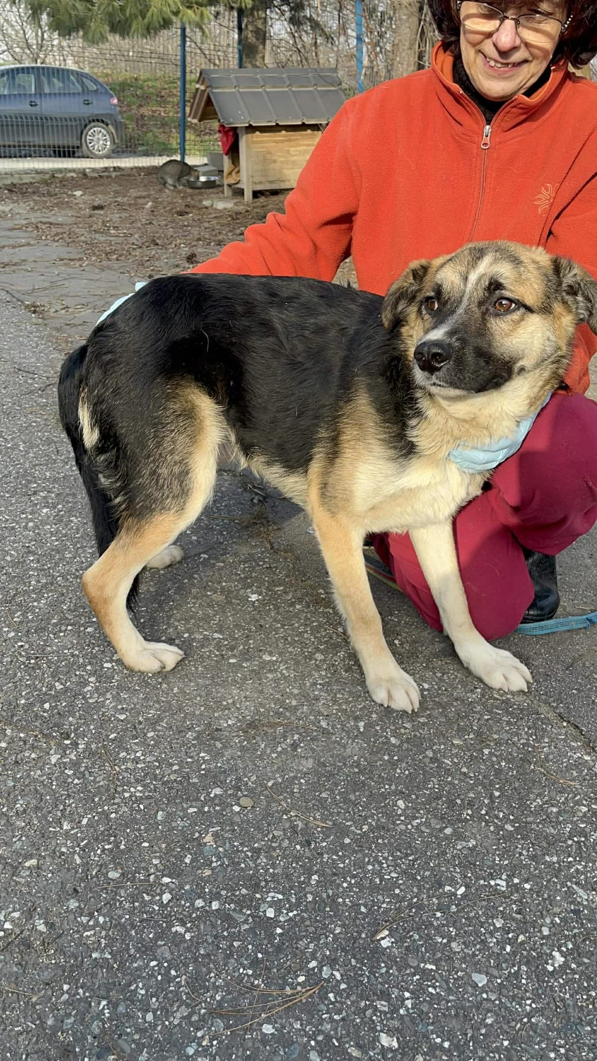 Jonah, male young Mixed Breed for adoption at Freundeskreis Notfellchen e.V., Dorsten
