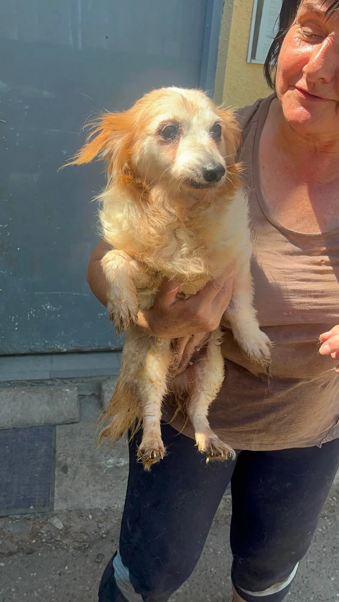 Joy, female senior Mixed Breed for adoption at Freundeskreis Notfellchen e.V., Dorsten