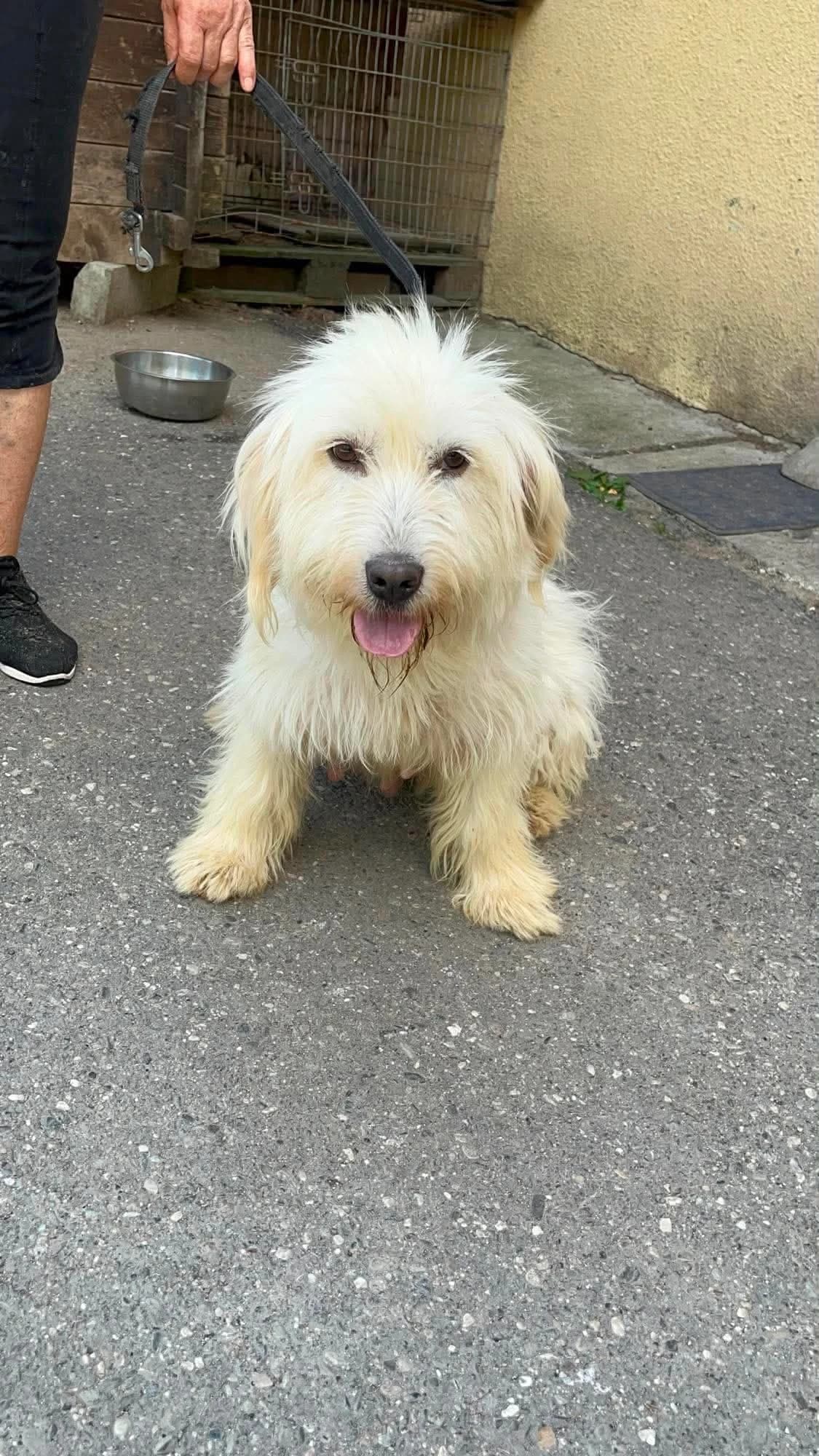 Jule, female 6yo Mixed Breed for adoption at Freundeskreis Notfellchen e.V., Dorsten