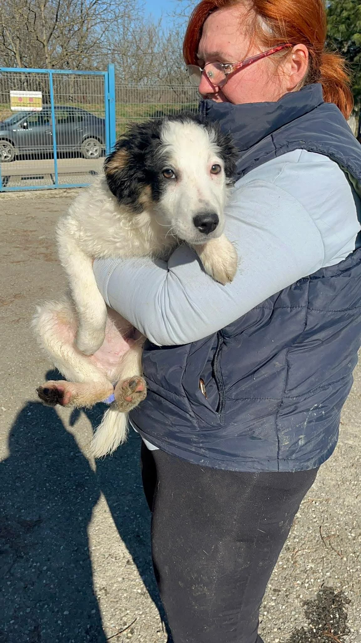 Juri, male young Mixed Breed for adoption at Freundeskreis Notfellchen e.V., Dorsten