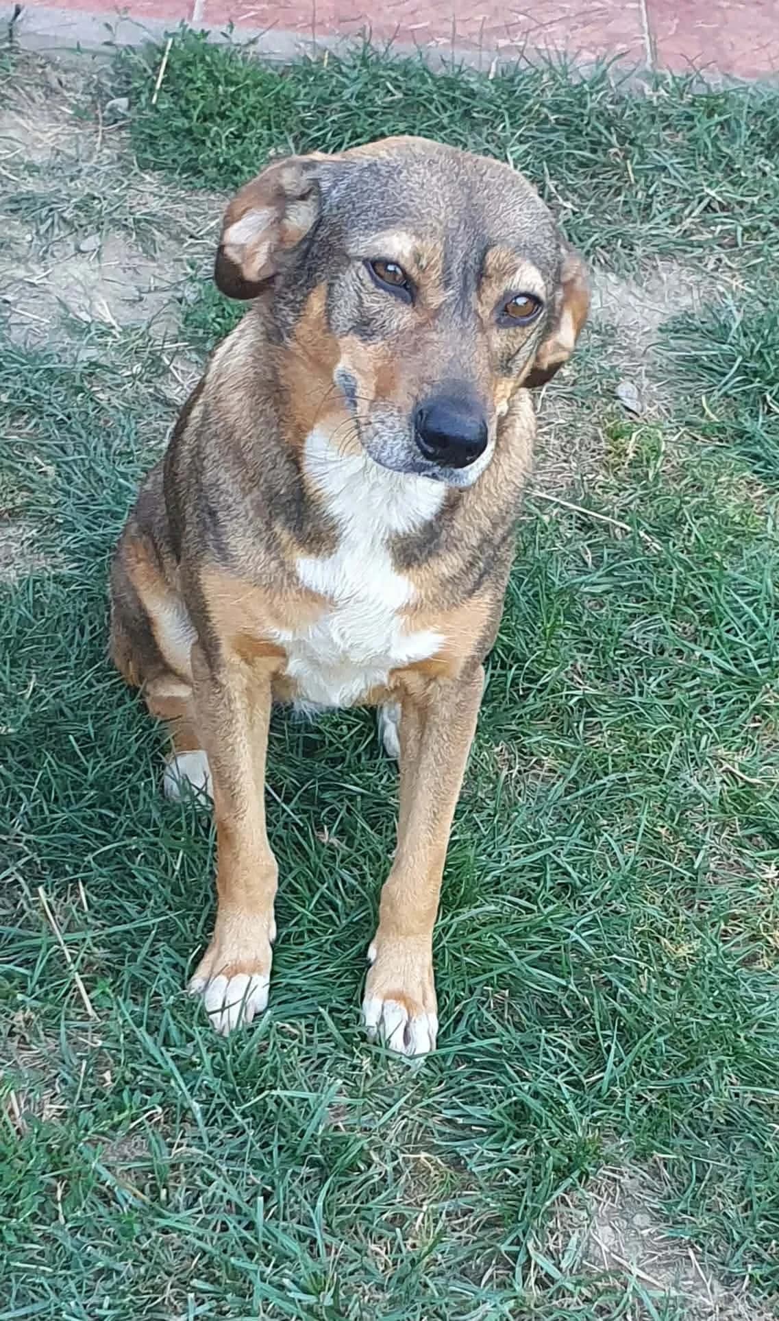 Karamel, female 4yo Mixed Breed for adoption at Freundeskreis Notfellchen e.V., Dorsten