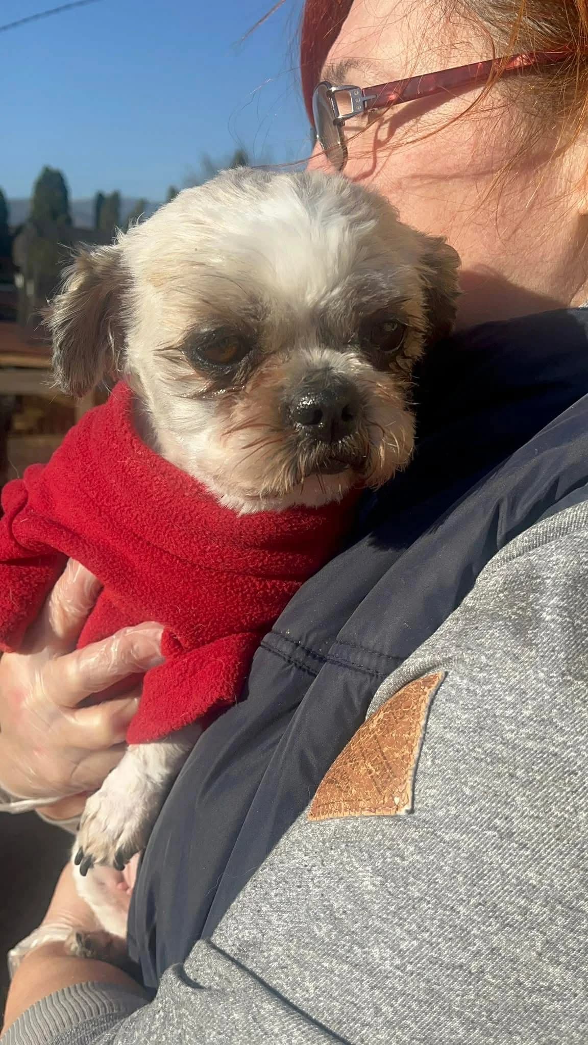 Karla, female young Mixed Breed for adoption at Freundeskreis Notfellchen e.V., Dorsten