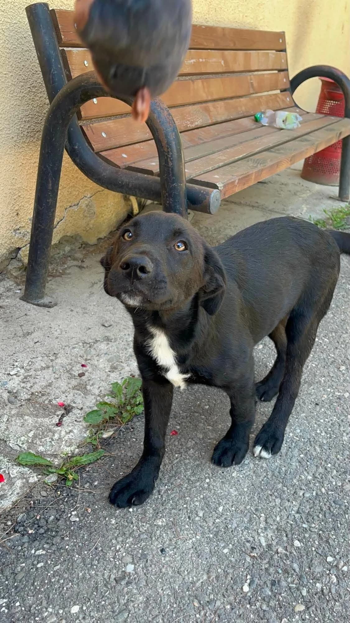 Keks, male puppy Mixed Breed for adoption at Freundeskreis Notfellchen e.V., Dorsten