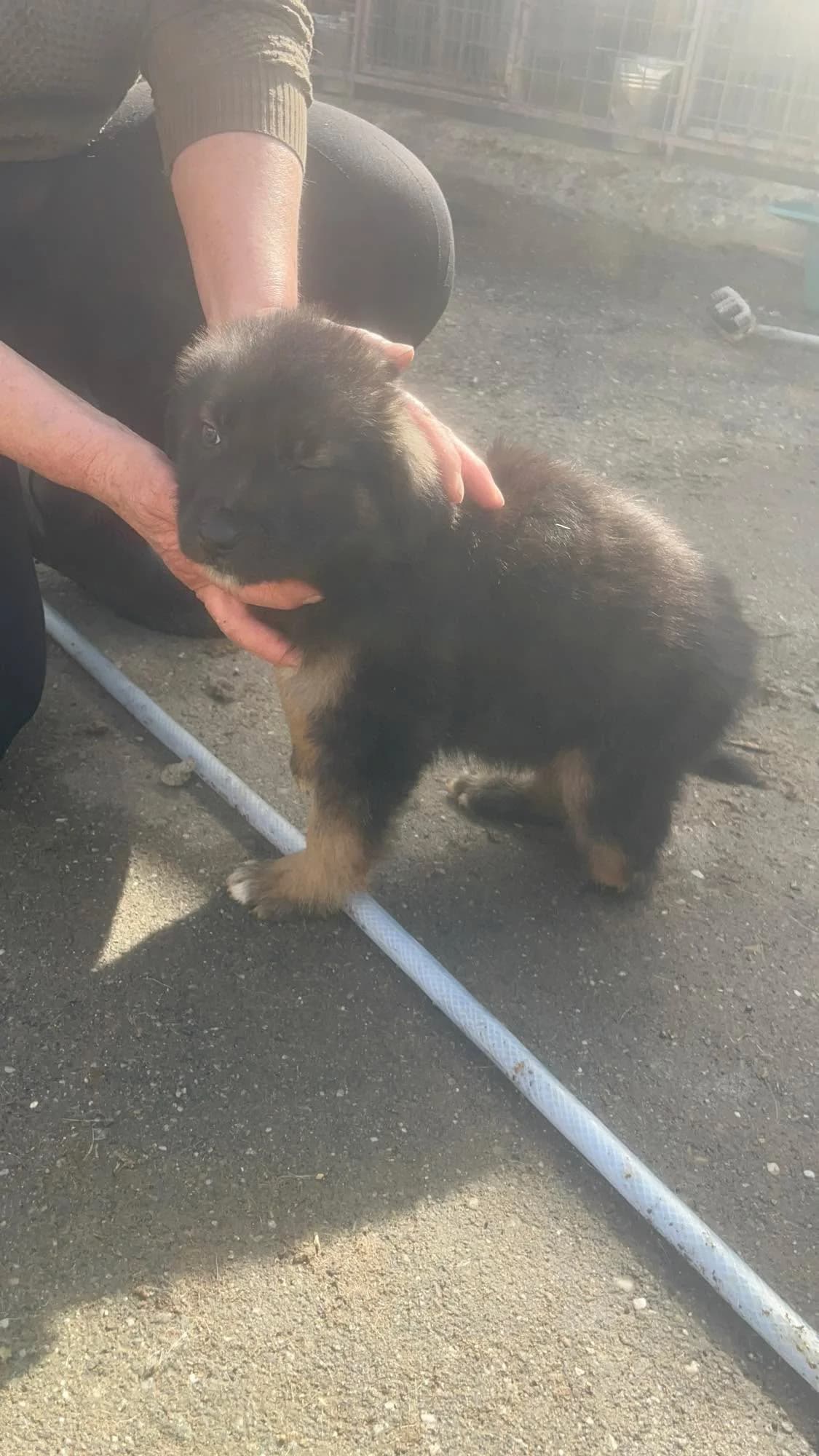 Kian, male puppy Mixed Breed for adoption at Freundeskreis Notfellchen e.V., Dorsten