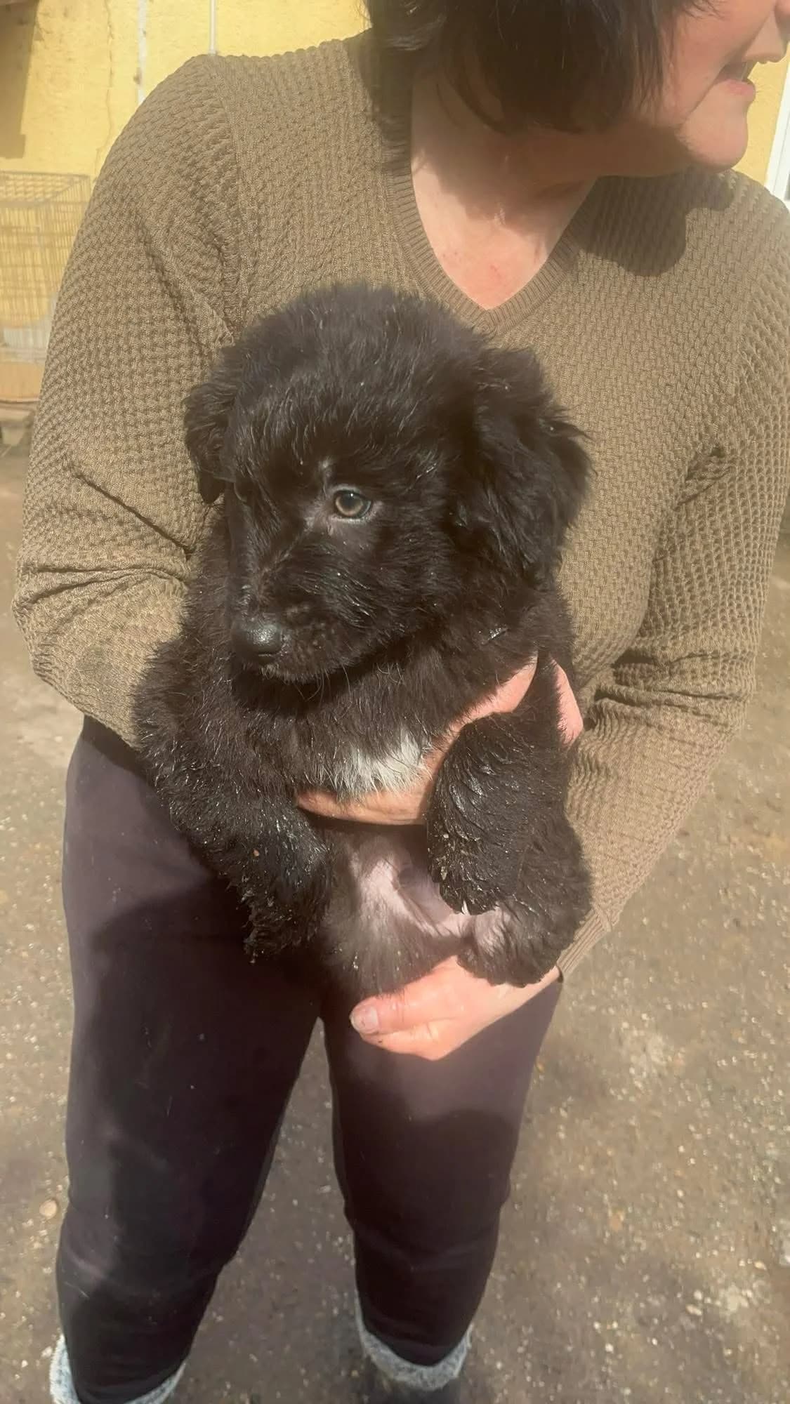 Kito, male puppy Mixed Breed for adoption at Freundeskreis Notfellchen e.V., Dorsten