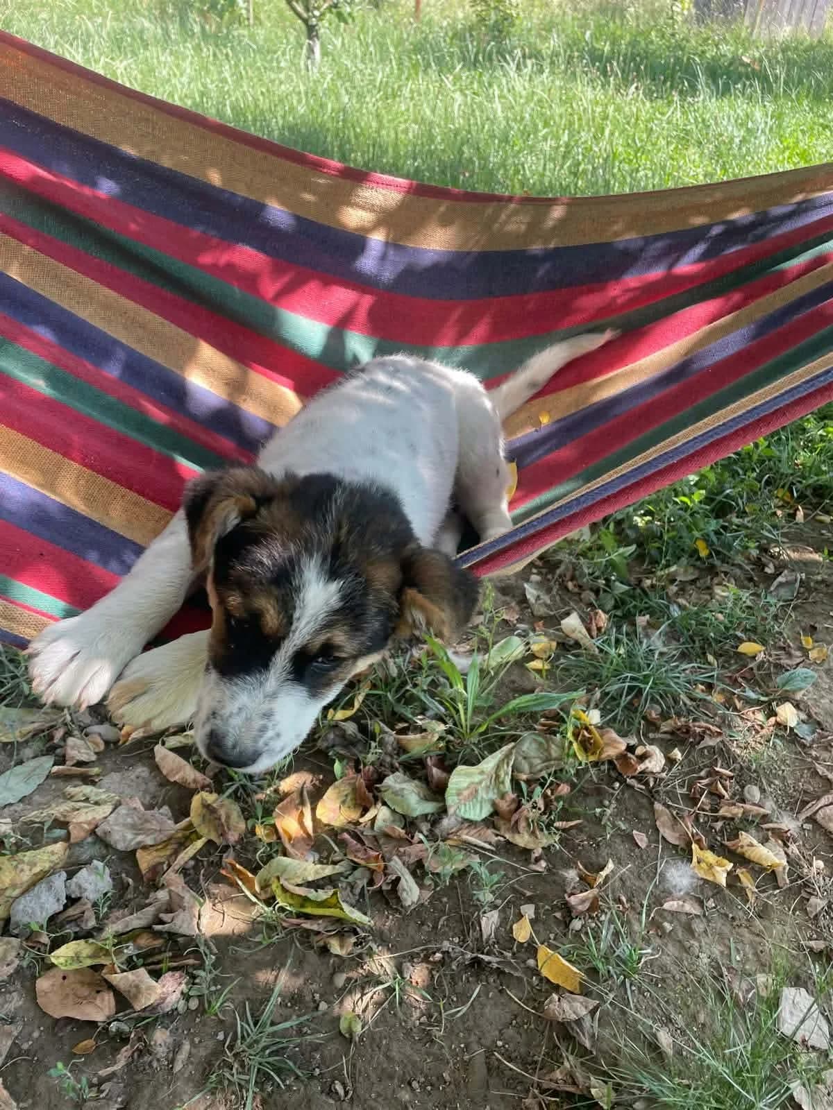 Lani, female puppy Mixed Breed for adoption at Freundeskreis Notfellchen e.V., Dorsten