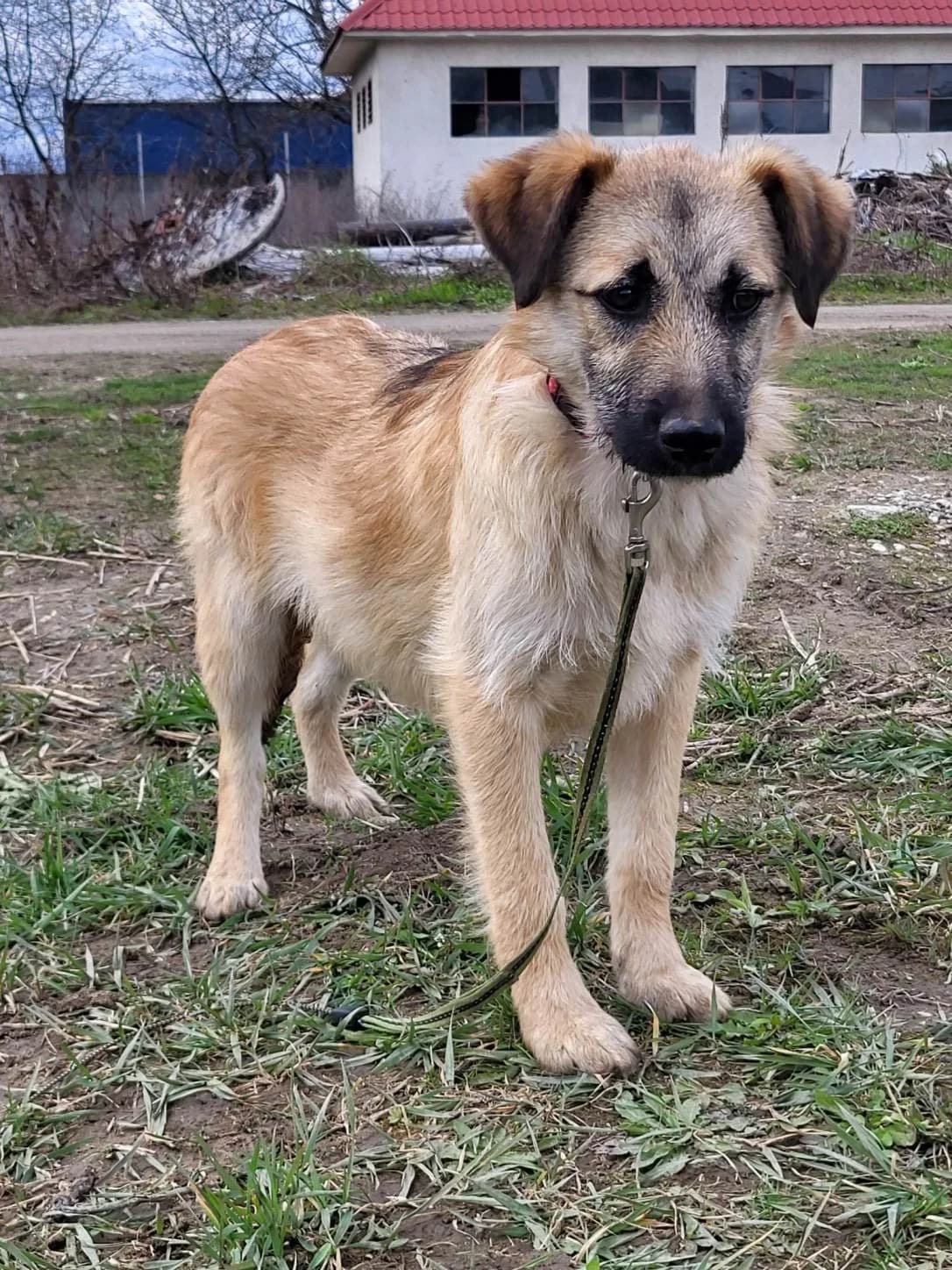 Larry, male 4yo Mixed Breed for adoption at Freundeskreis Notfellchen e.V., Dorsten