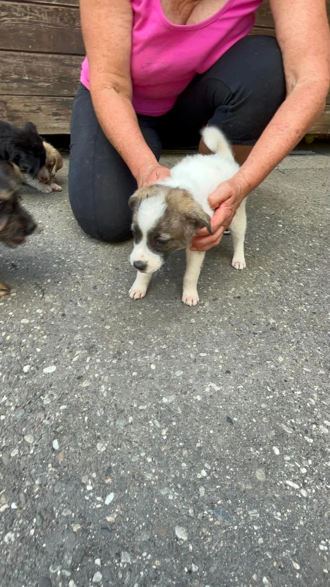 Lavinia, female puppy Mixed Breed for adoption at Freundeskreis Notfellchen e.V., Dorsten