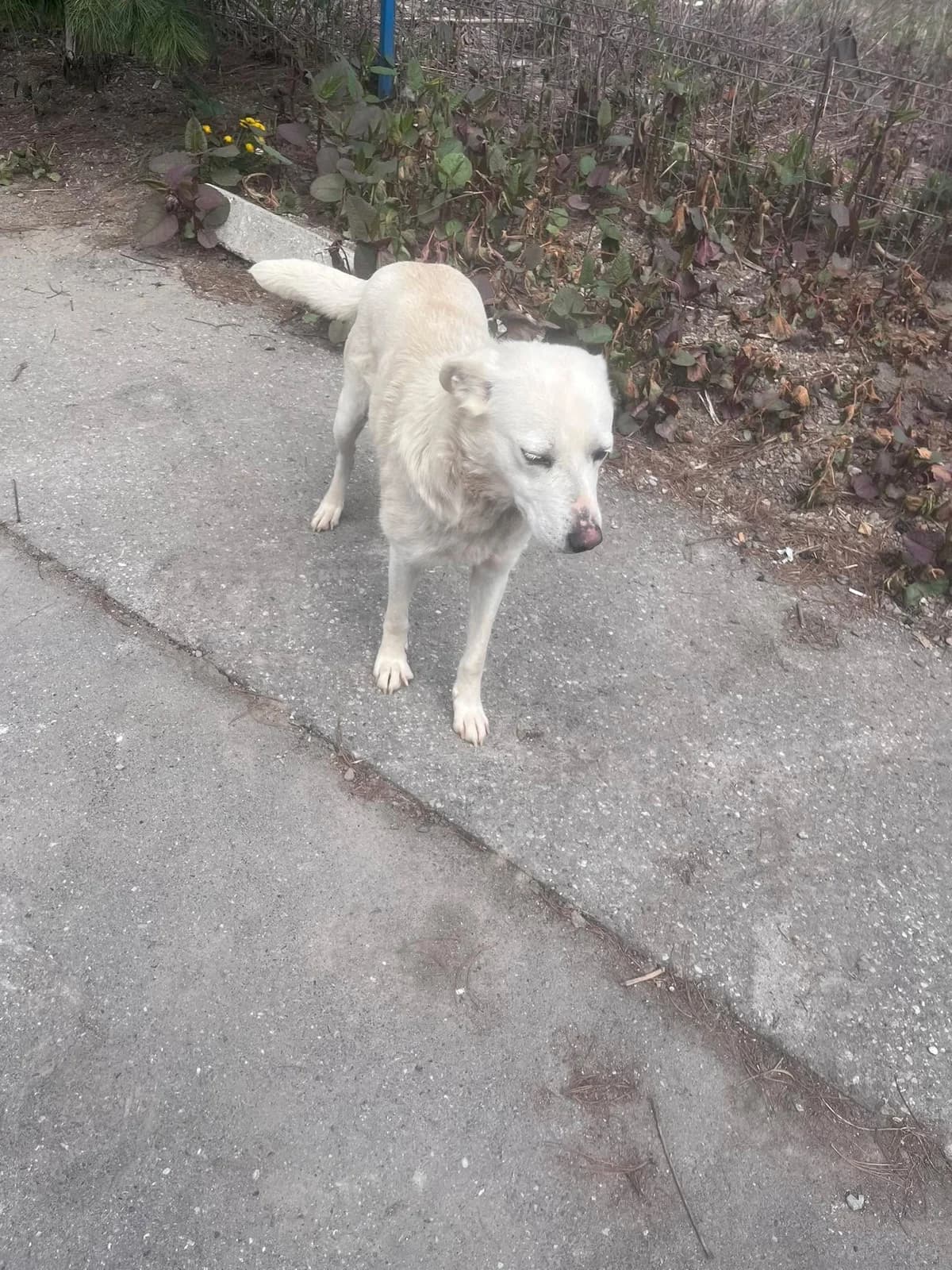 Leandra, female 5yo Mixed Breed for adoption at Freundeskreis Notfellchen e.V., Dorsten