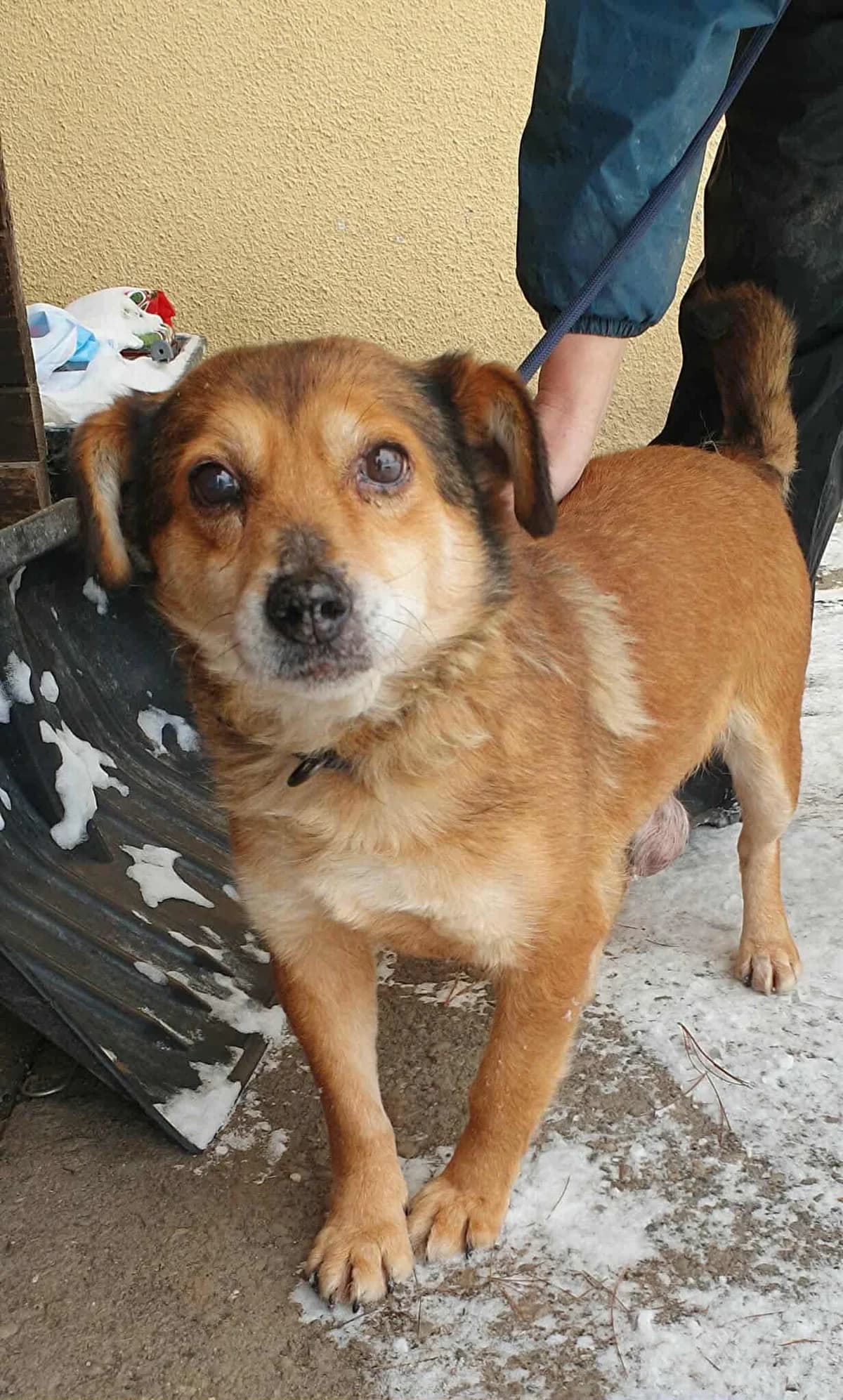 Leni, female senior Mixed Breed for adoption at Freundeskreis Notfellchen e.V., Dorsten