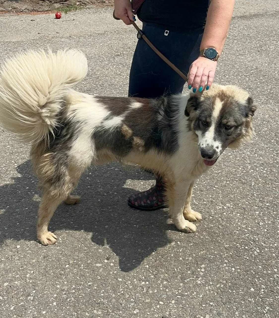 Leno, male 3yo Mixed Breed for adoption at Freundeskreis Notfellchen e.V., Dorsten