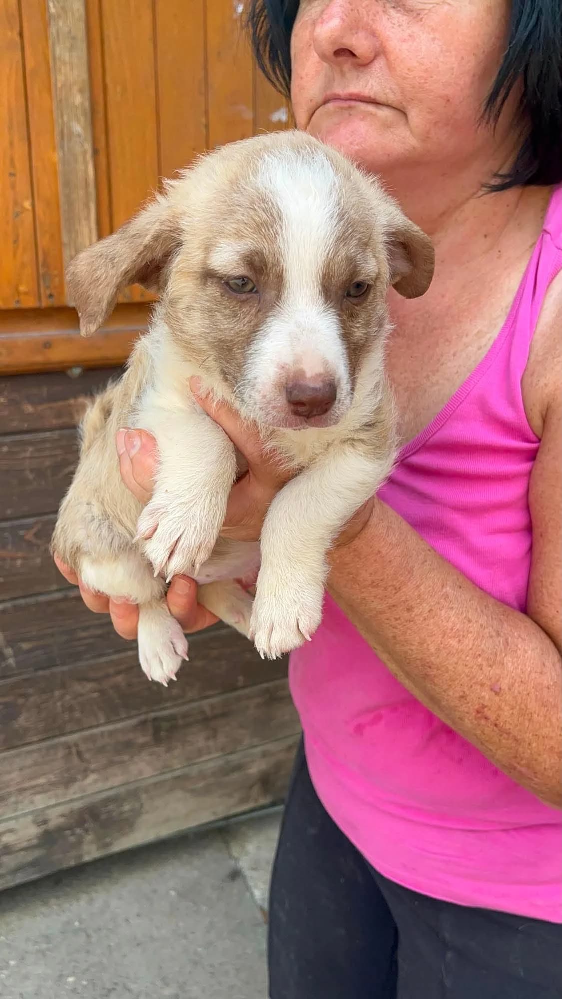 Geschlecht, female puppy Mixed Breed for adoption at Freundeskreis Notfellchen e.V., Dorsten