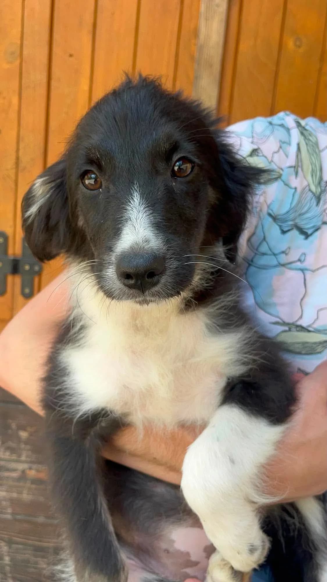 Lexi, female puppy Mixed Breed for adoption at Freundeskreis Notfellchen e.V., Dorsten