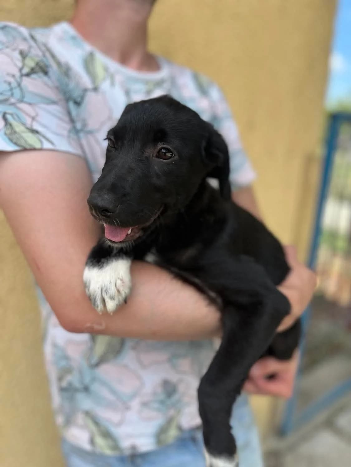 Lilith, female puppy Mixed Breed for adoption at Freundeskreis Notfellchen e.V., Dorsten