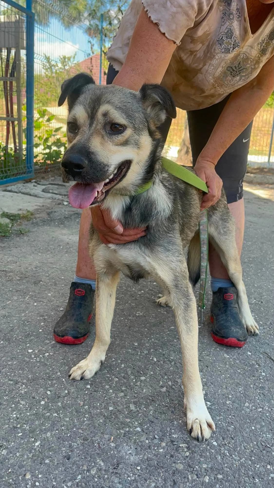 Lilo, female young Mixed Breed for adoption at Freundeskreis Notfellchen e.V., Dorsten