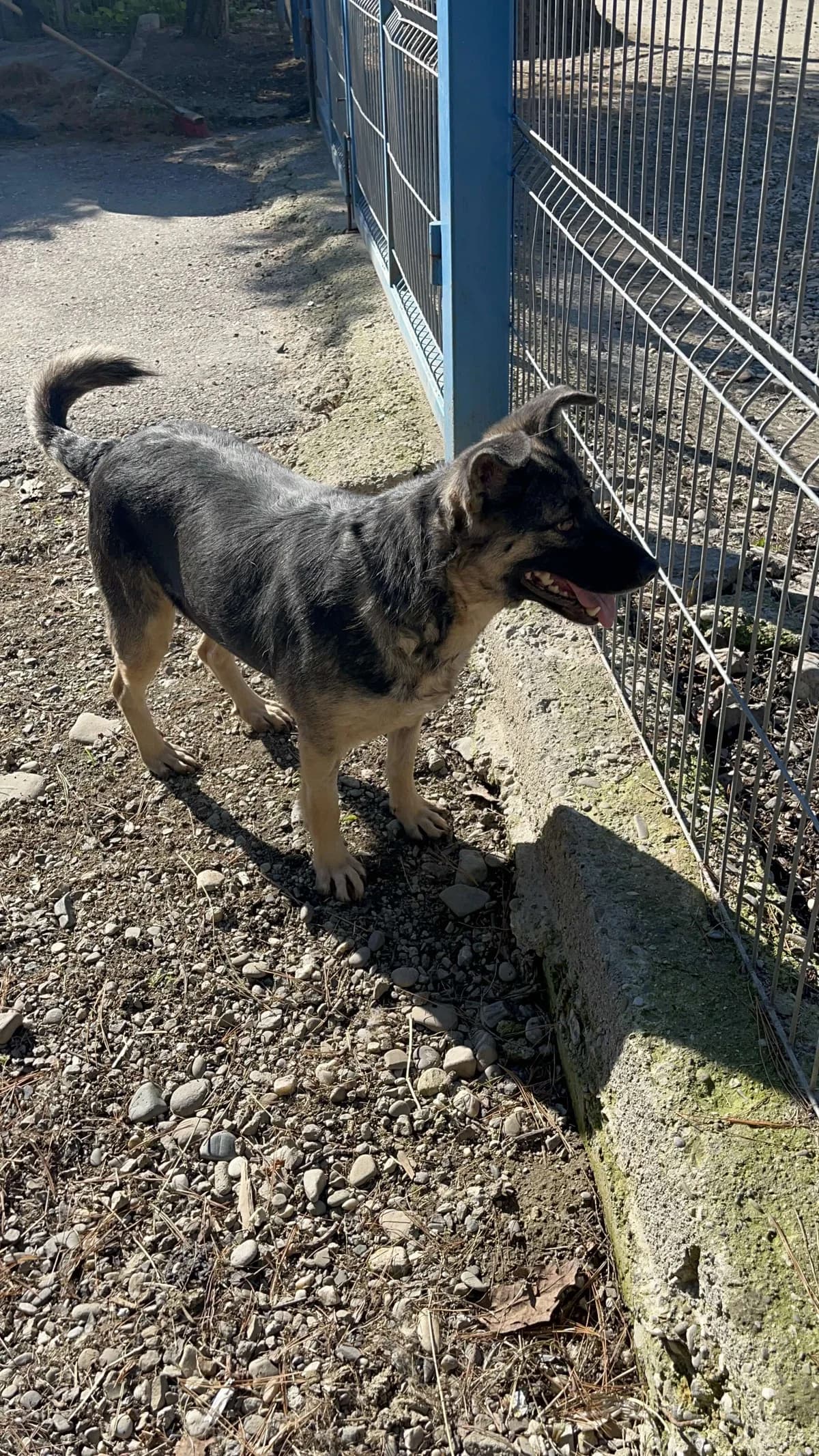 Lira, female Mixed Breed for adoption at Freundeskreis Notfellchen e.V.