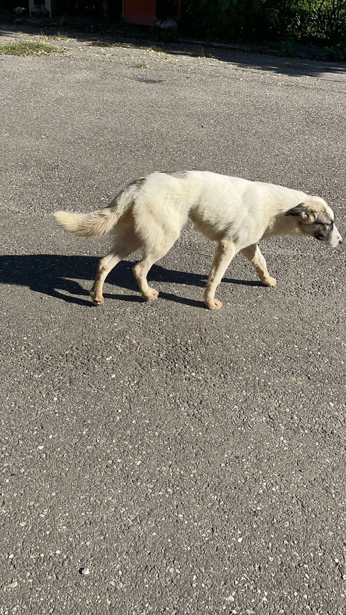Liselotte, female young Mixed Breed for adoption at Freundeskreis Notfellchen e.V., Dorsten