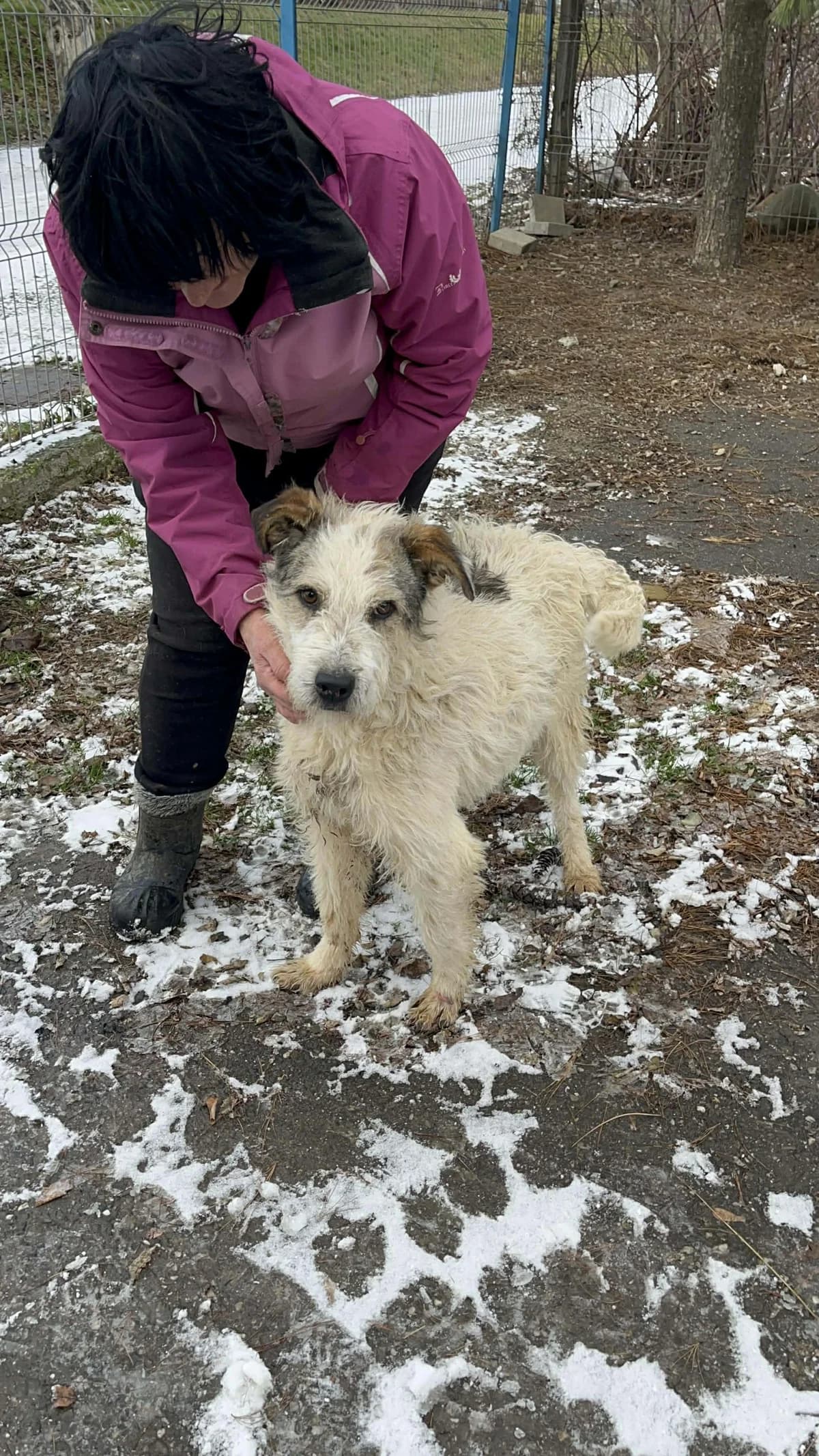 Livio, male 4yo Mixed Breed for adoption at Freundeskreis Notfellchen e.V., Dorsten