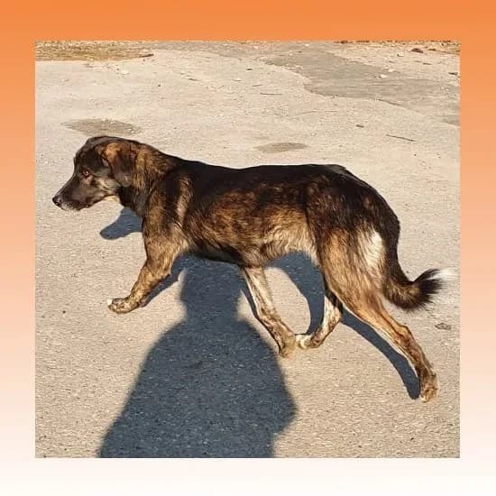 Loki, grau male senior Mixed Breed for adoption at Freundeskreis Notfellchen e.V., Dorsten