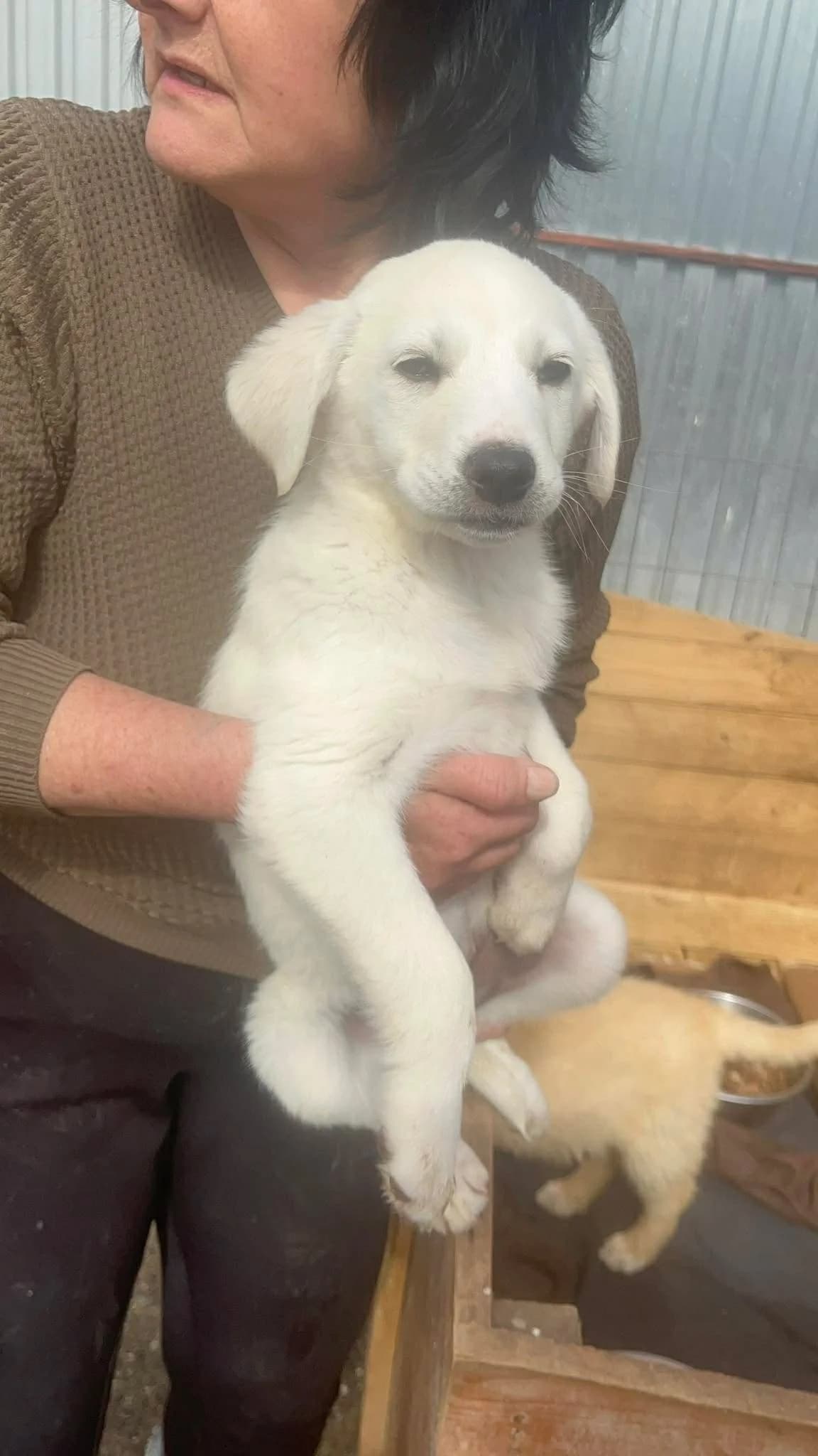Lotta, female Mixed Breed for adoption at Freundeskreis Notfellchen e.V.