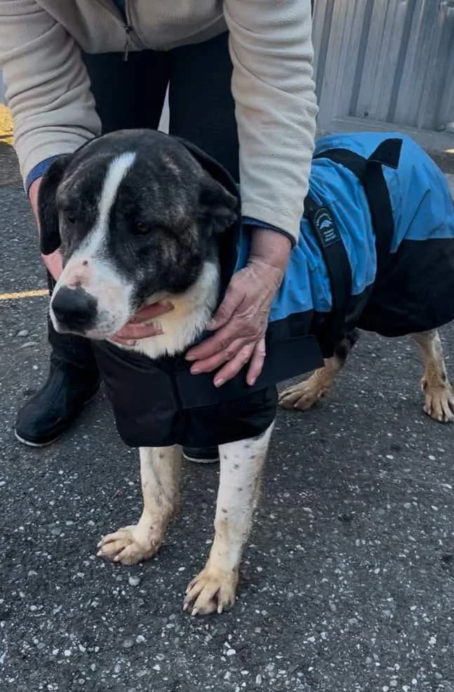 Lucky, male Mixed Breed for adoption at Freundeskreis Notfellchen e.V.