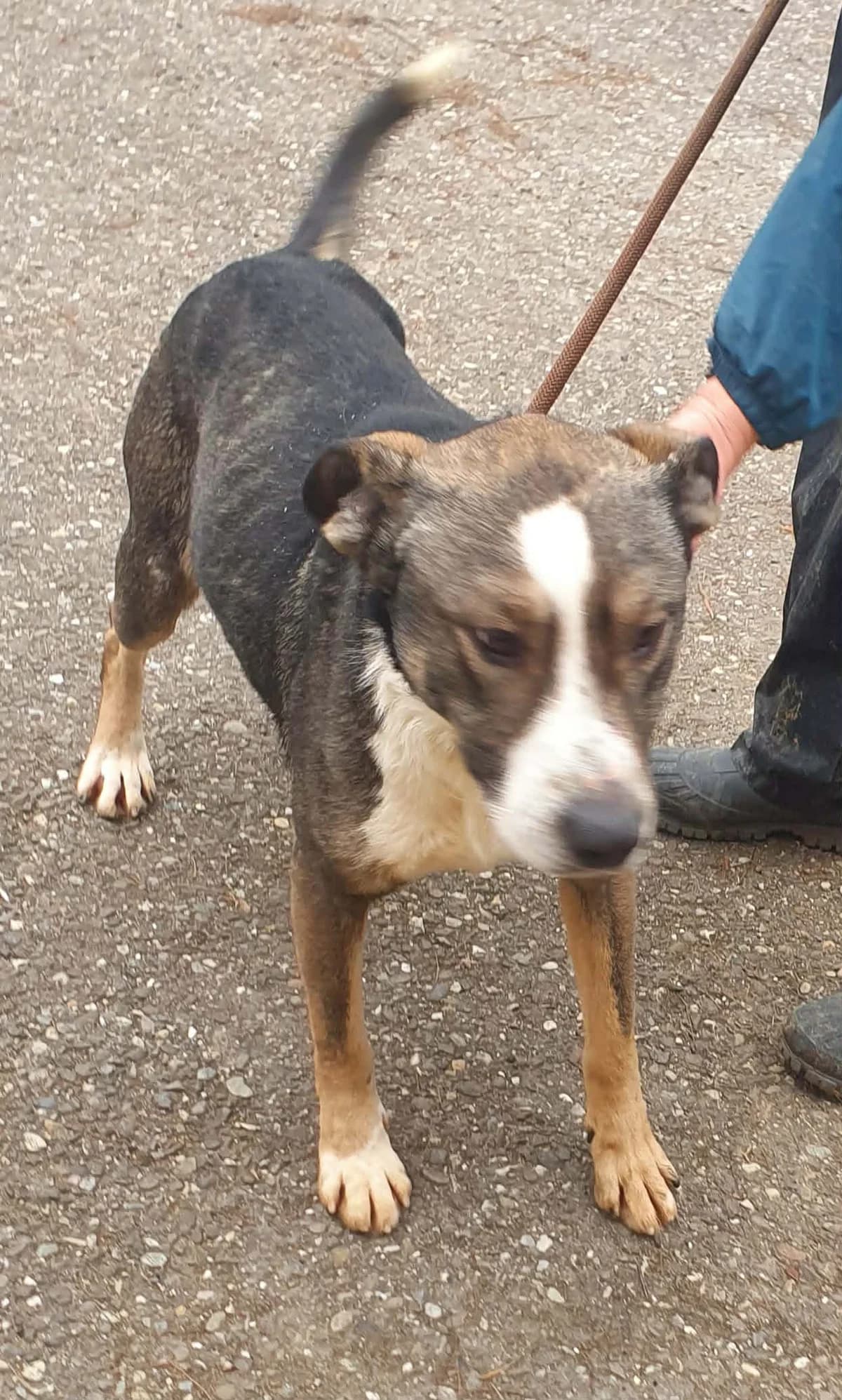Lui, male 4yo Mixed Breed for adoption at Freundeskreis Notfellchen e.V., Dorsten