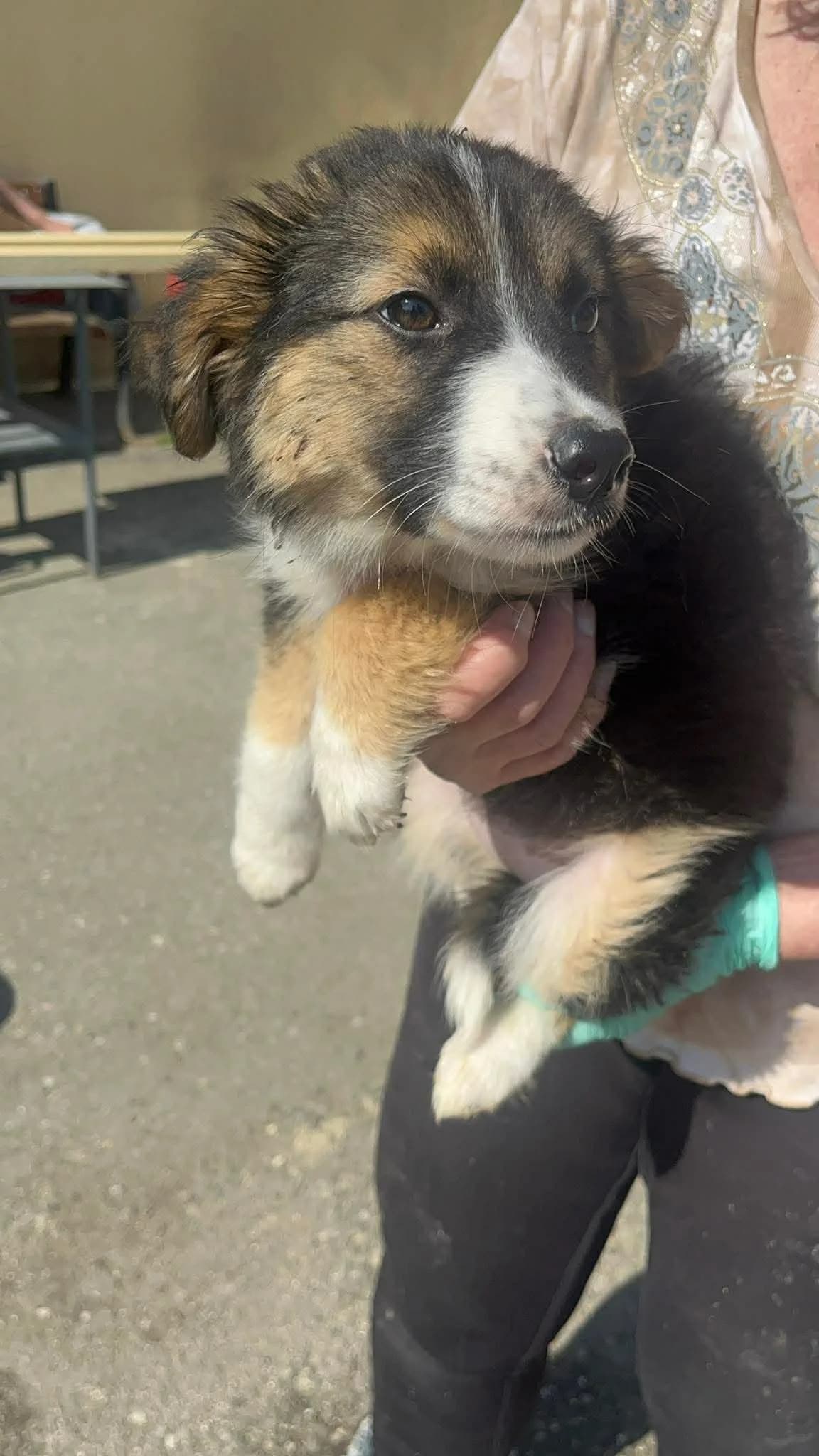 Luisa, female puppy Mixed Breed for adoption at Freundeskreis Notfellchen e.V.