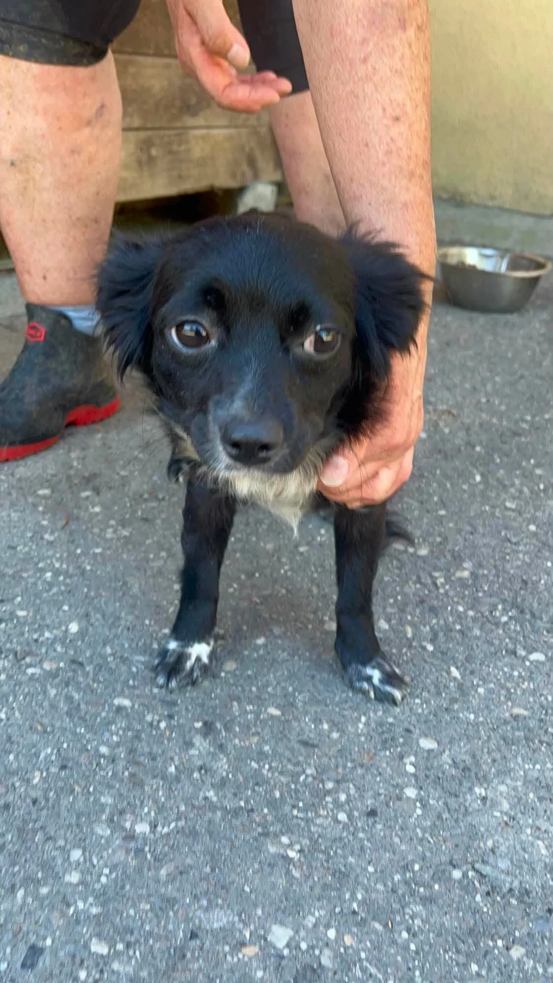 Luisa, female puppy Mixed Breed for adoption at Freundeskreis Notfellchen e.V., Dorsten