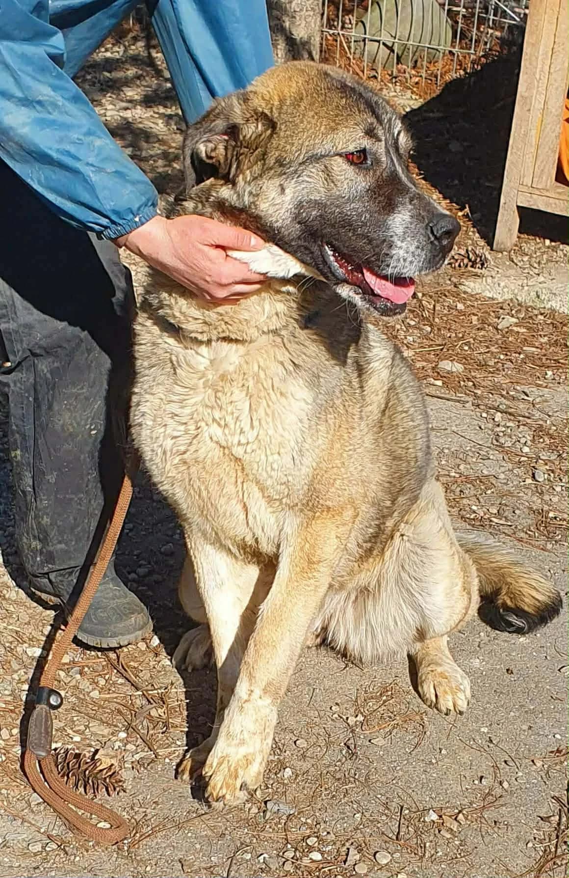 Lumina, female young Mixed Breed for adoption at Freundeskreis Notfellchen e.V., Dorsten