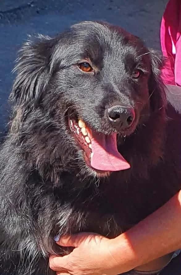 Lunara, female 3yo Mixed Breed for adoption at Freundeskreis Notfellchen e.V., Dorsten