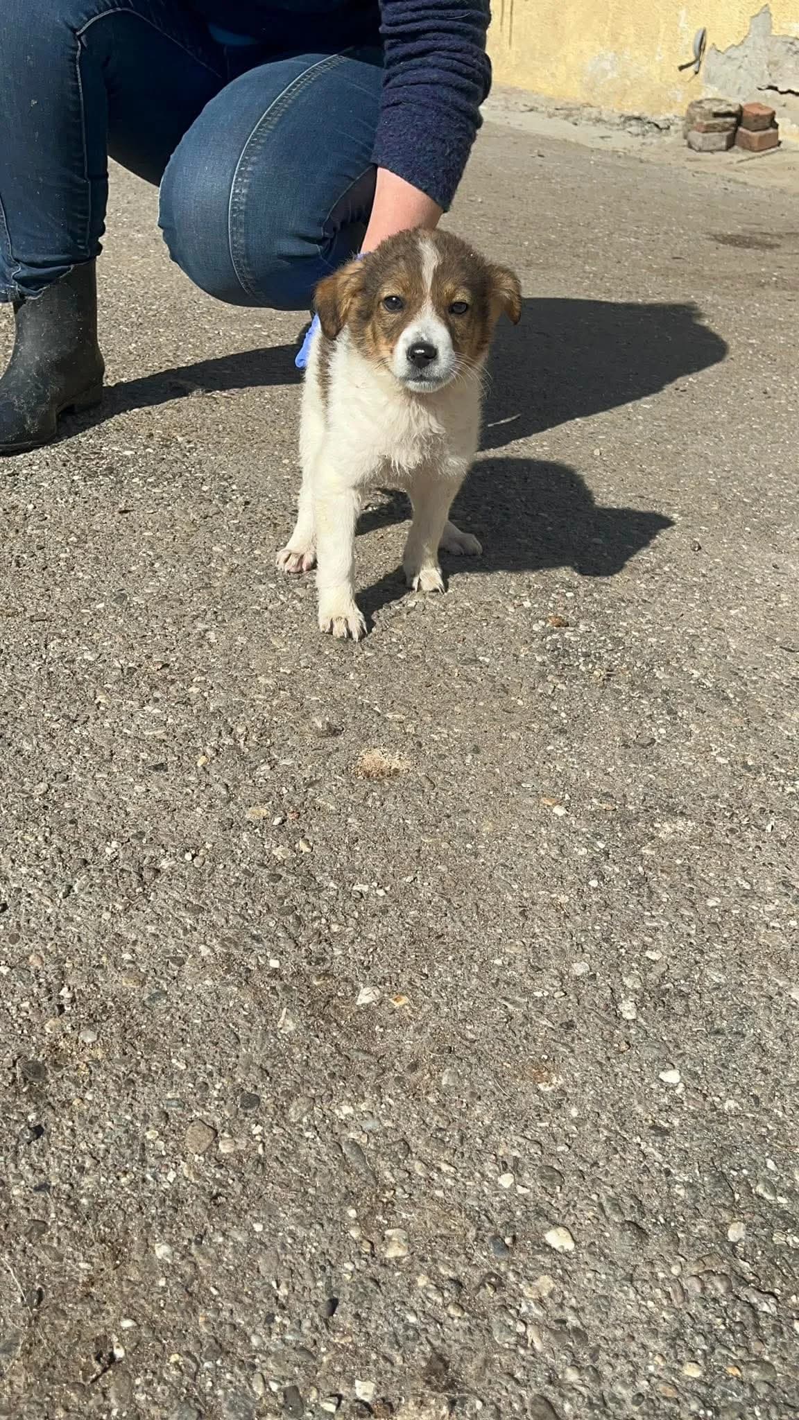 Maddy, female puppy Mixed Breed for adoption at Freundeskreis Notfellchen e.V., Dorsten