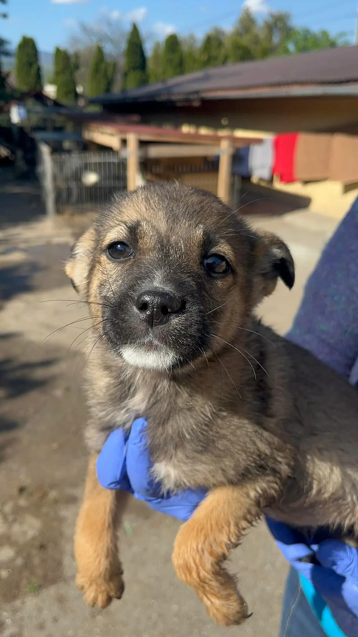 Malu, female puppy Mixed Breed for adoption at Freundeskreis Notfellchen e.V., Dorsten