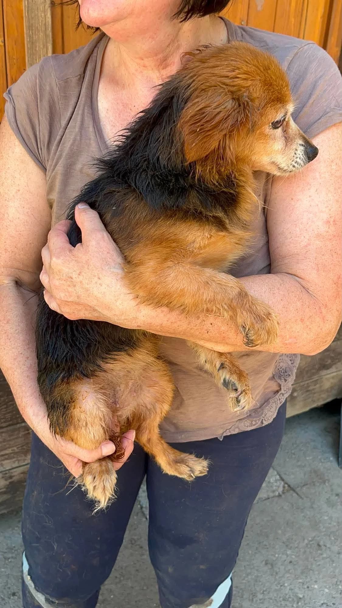 Mara, female senior Mixed Breed for adoption at Freundeskreis Notfellchen e.V., Dorsten